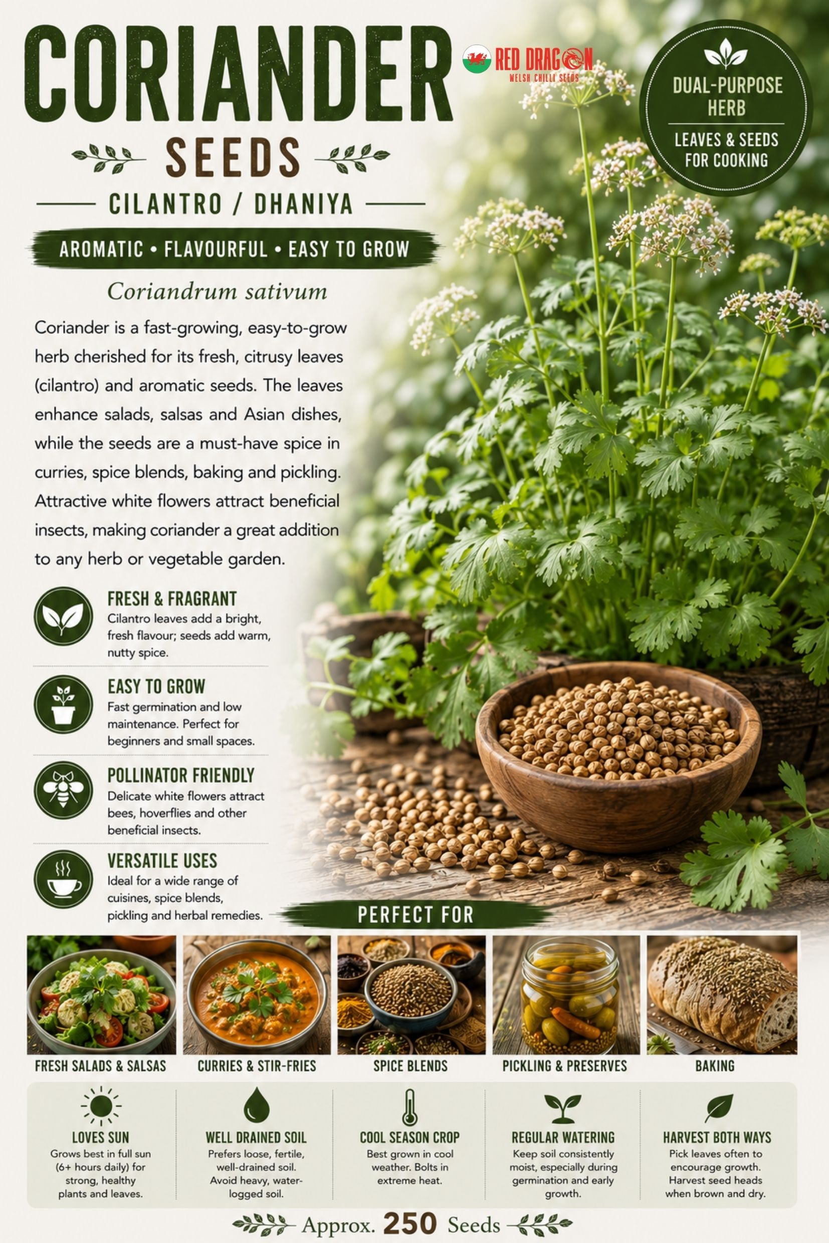 Coriander Whole Seeds