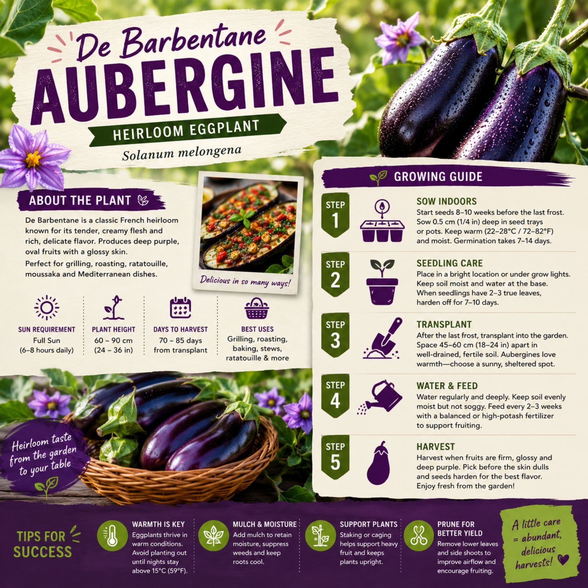 De Barbentane Aubergine Seeds - Image 2