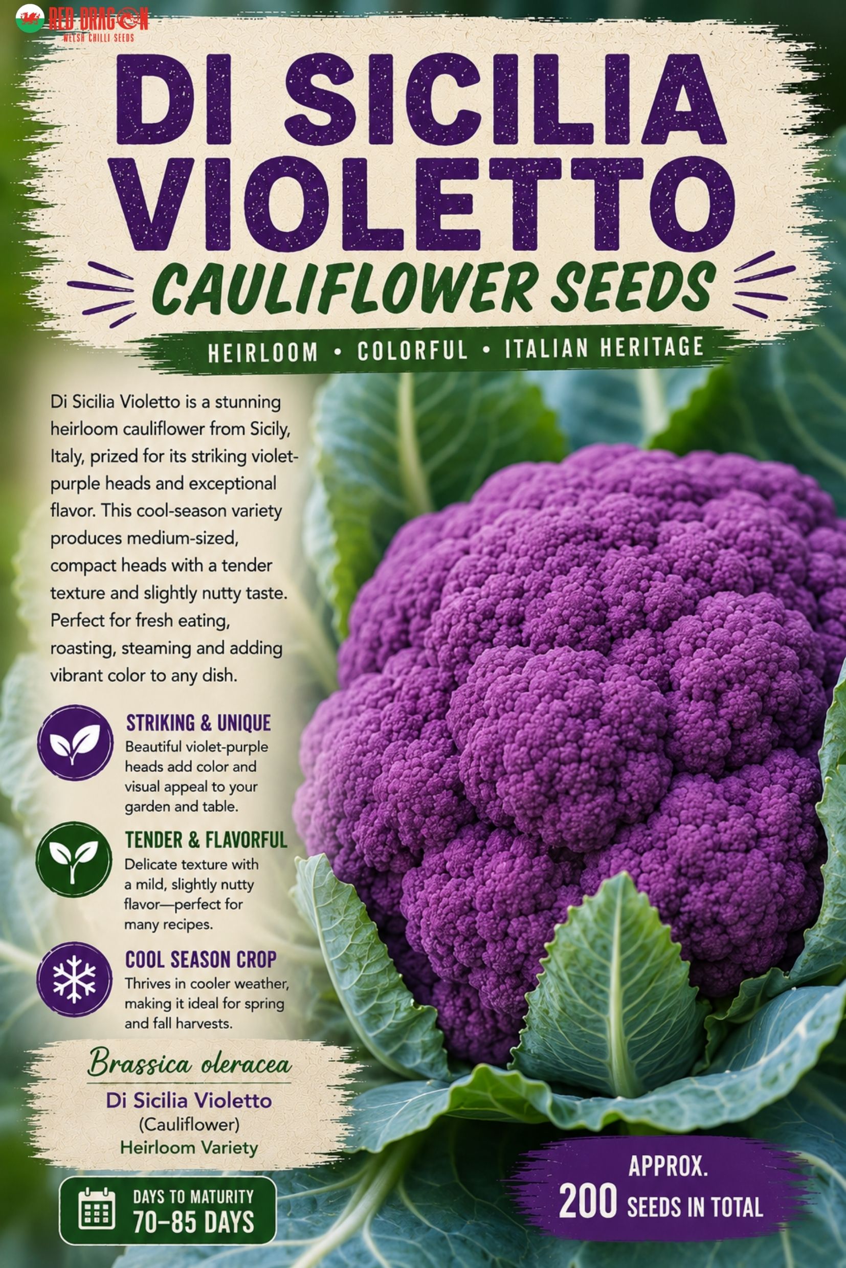 Di Sicilia Violetto Cauliflower Seeds
