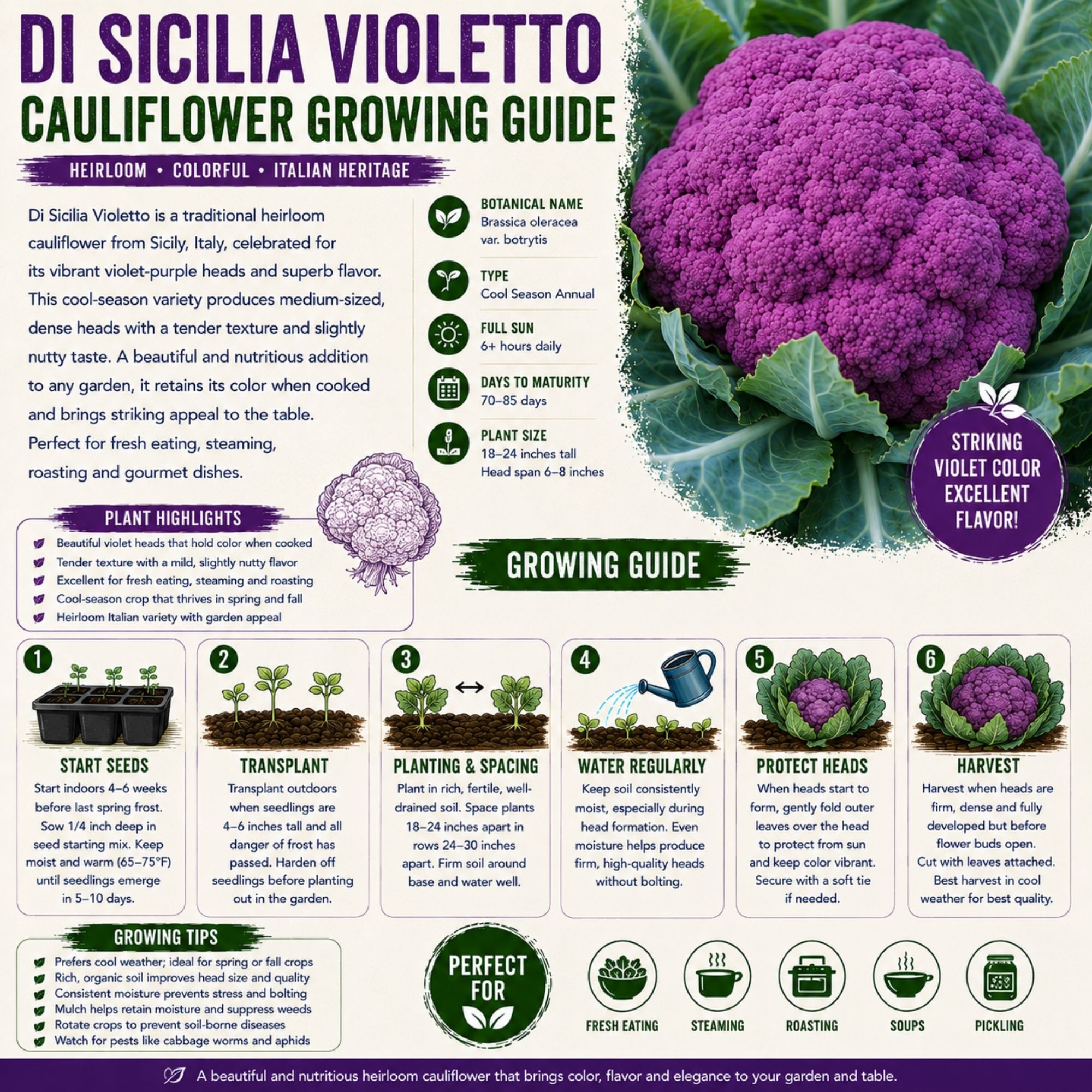Di Sicilia Violetto Cauliflower Seeds - Image 2