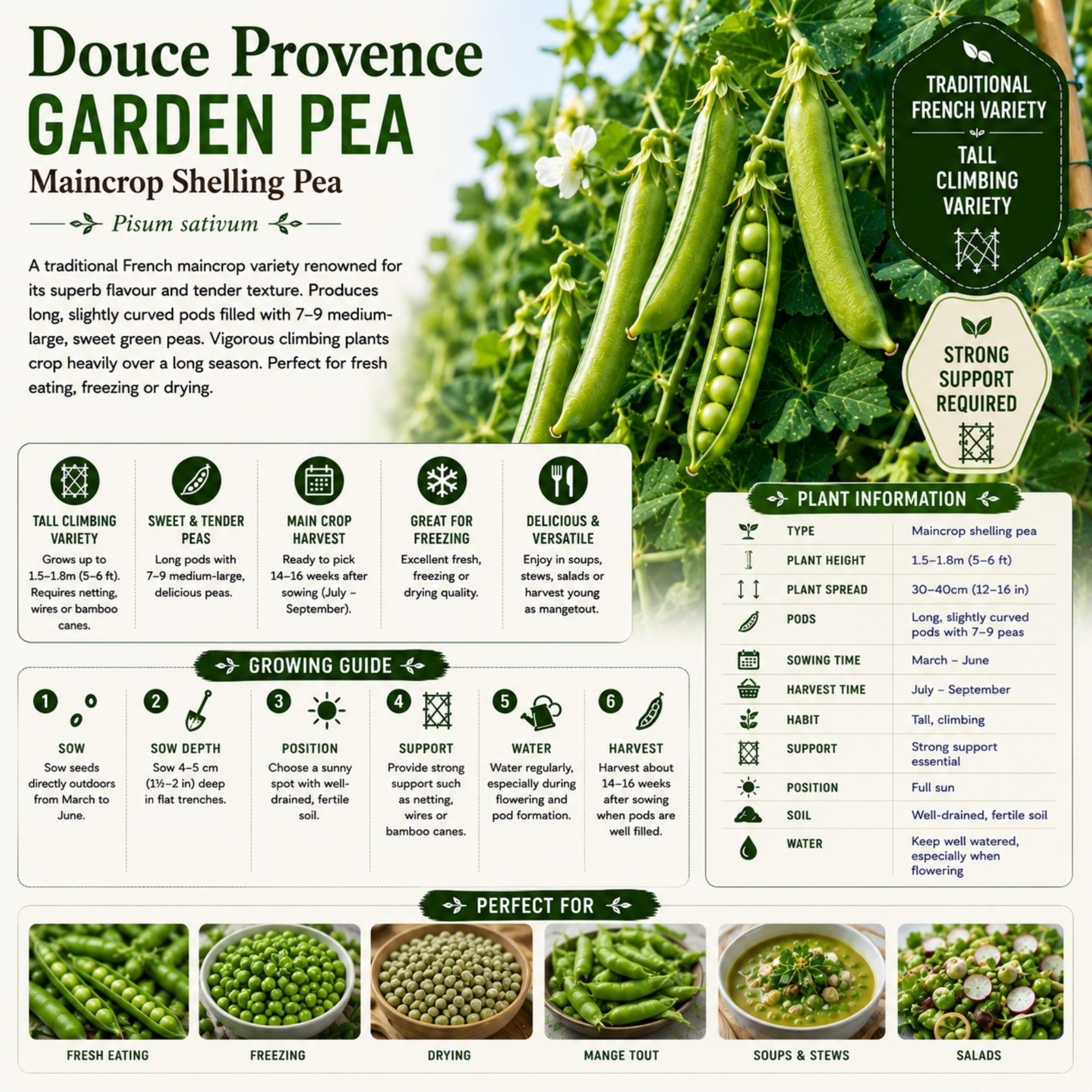 Douce Provence Garden Pea Seeds - Image 2