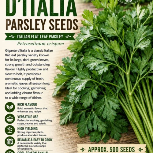 Gigante d'Italia Parsley Seeds
