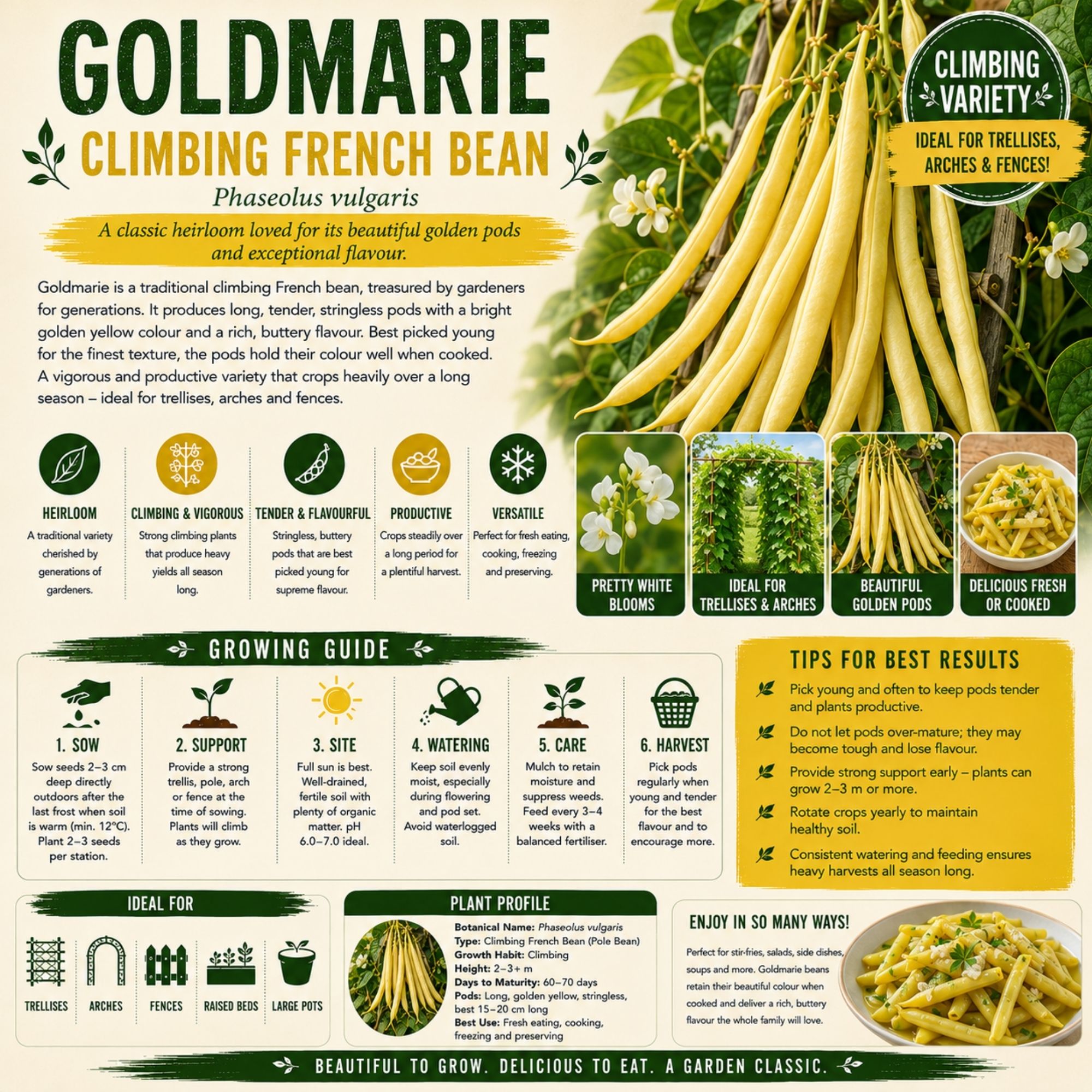 Goldmarie Climbing French Bean Seeds - Image 2