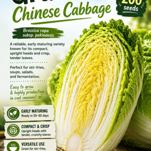 Granaat Chinese Cabbage Seeds