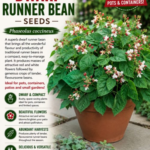 Hestia Dwarf Runner Bean Seeds
