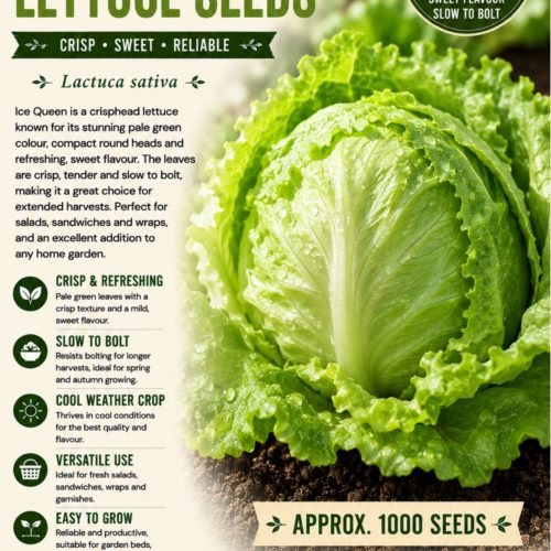 Ice Queen Lettuce Seeds