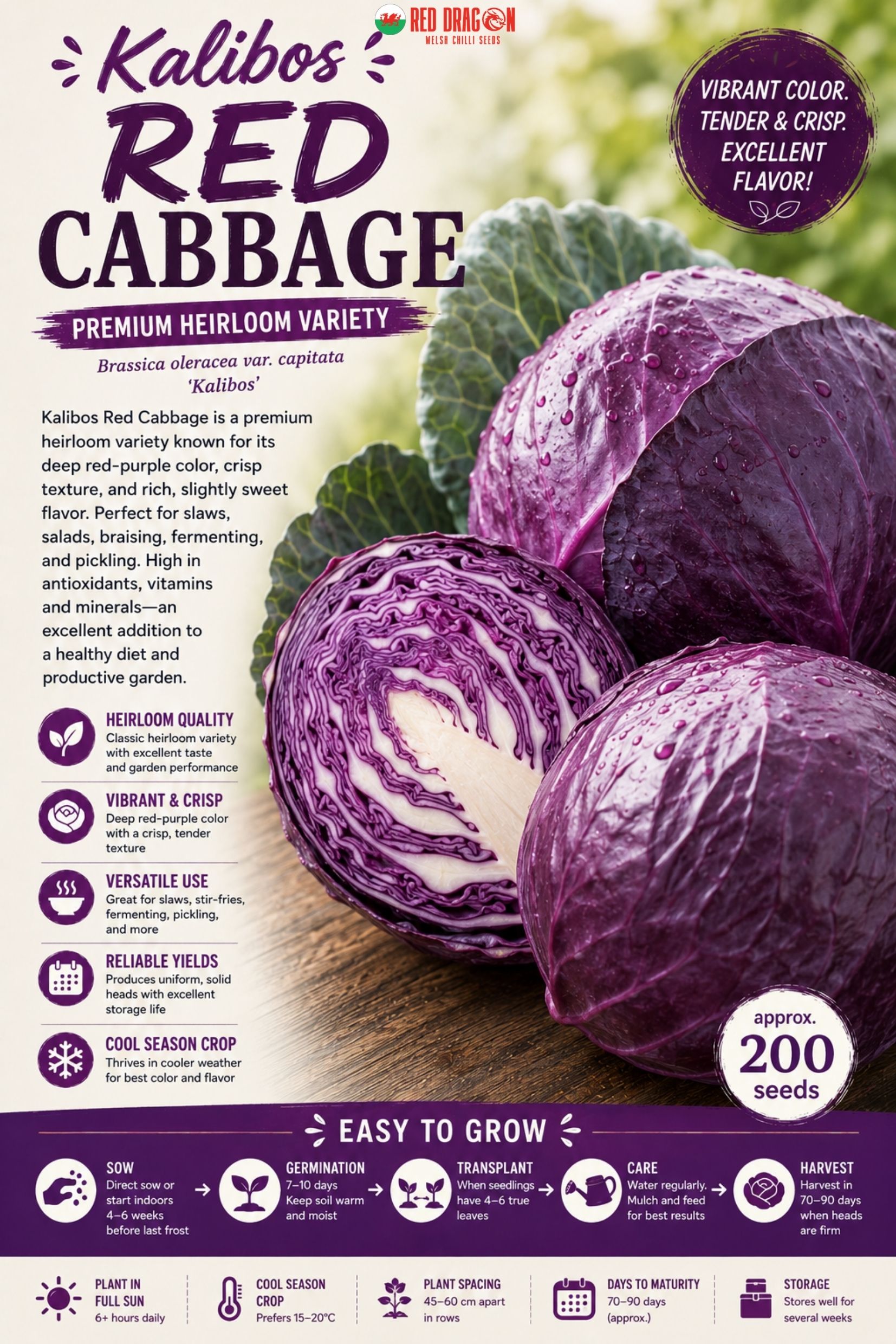 Kalibos Red Cabbage Seeds