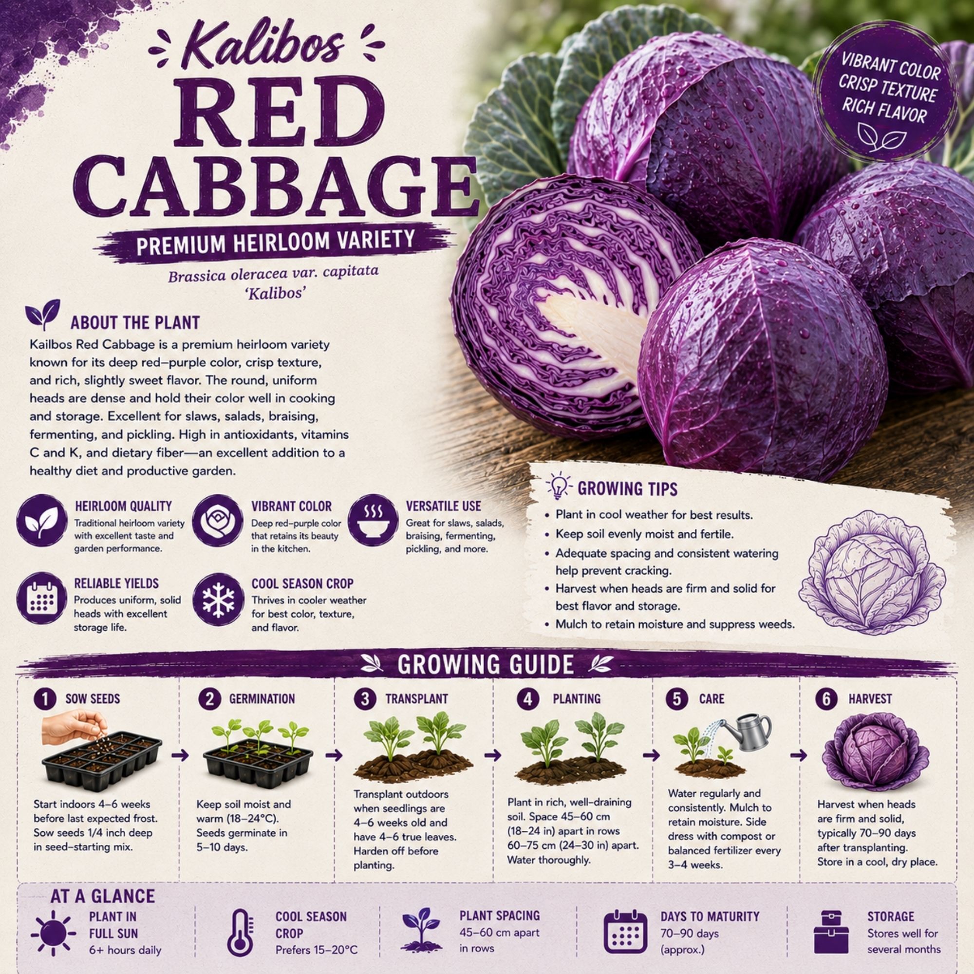 Kalibos Red Cabbage Seeds - Image 2