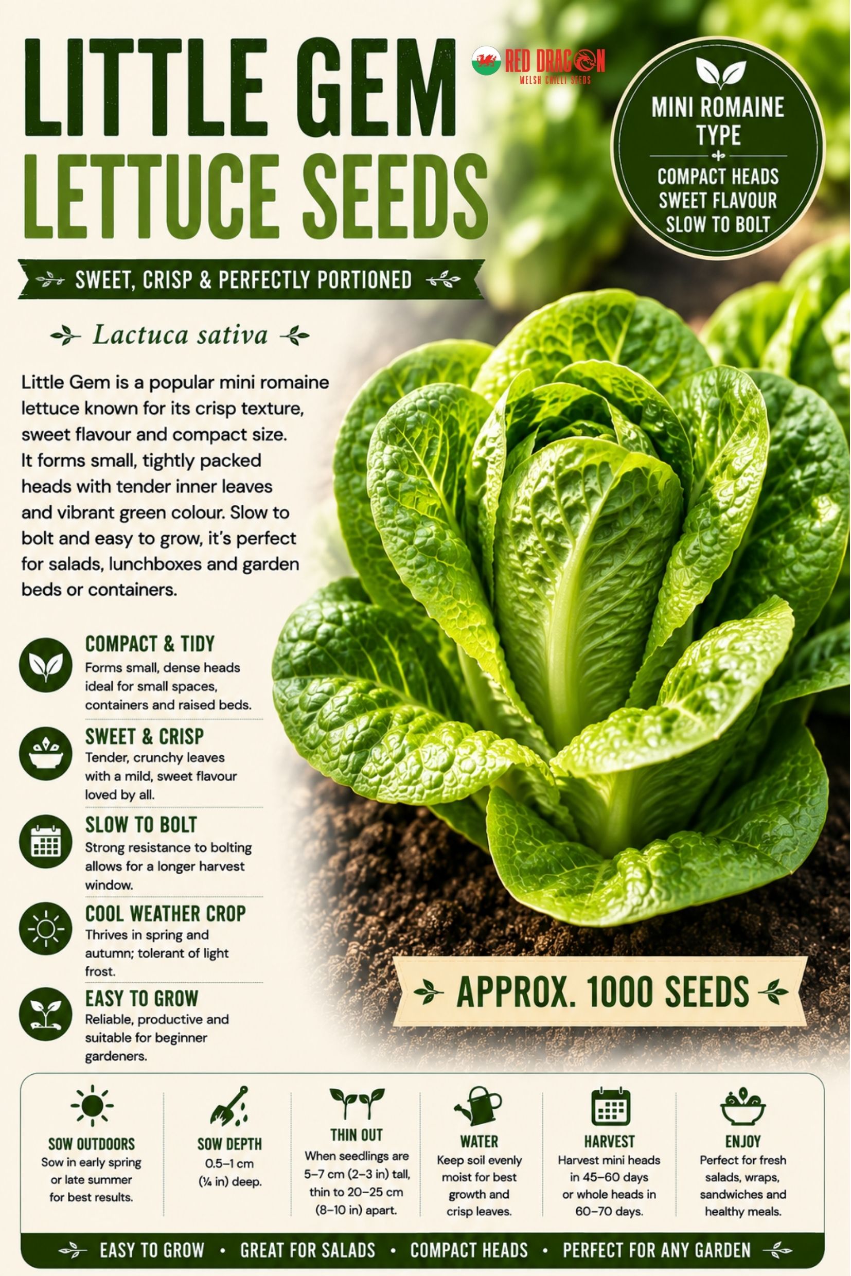 Little Gem Lettuce Seeds
