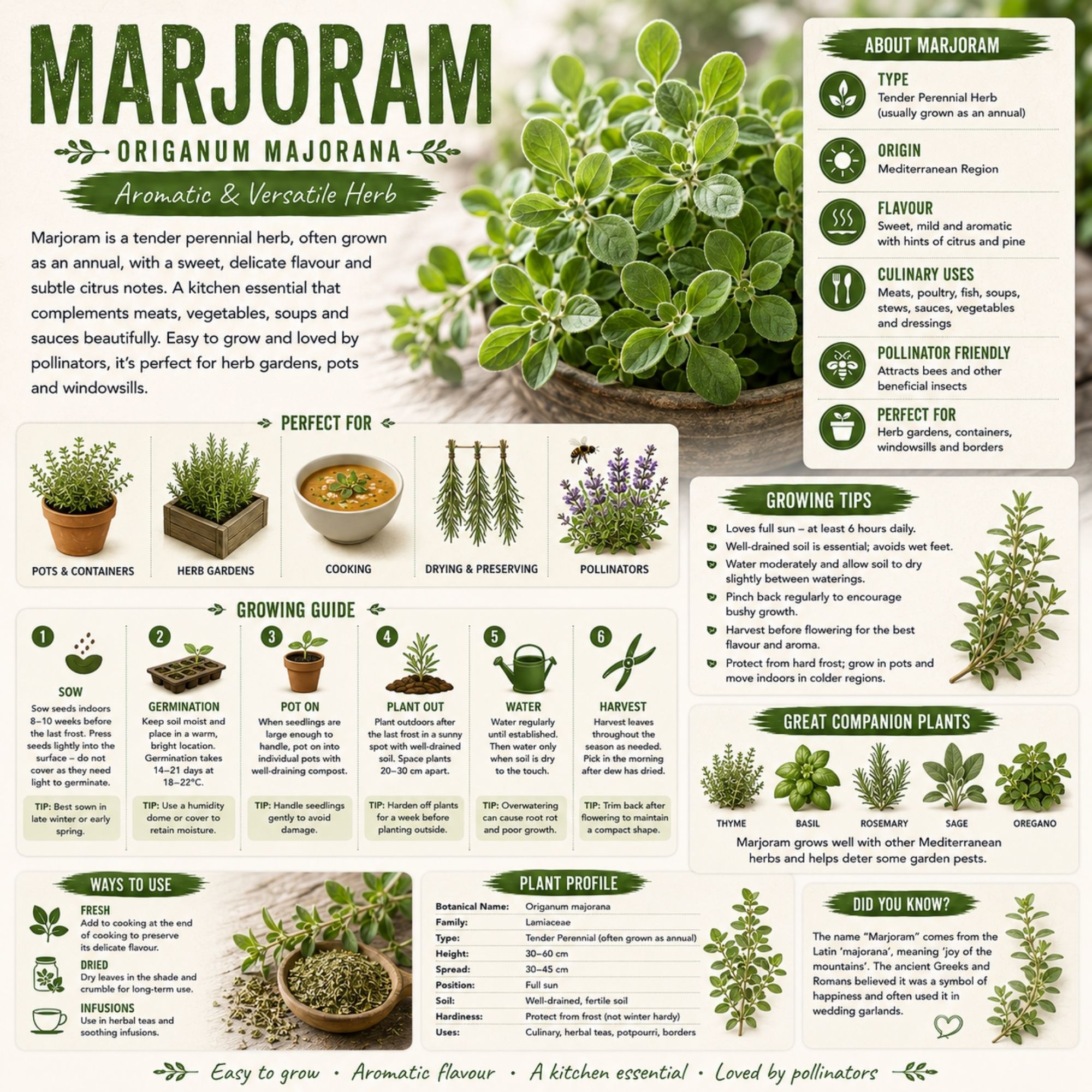Marjoram Seeds - Image 2