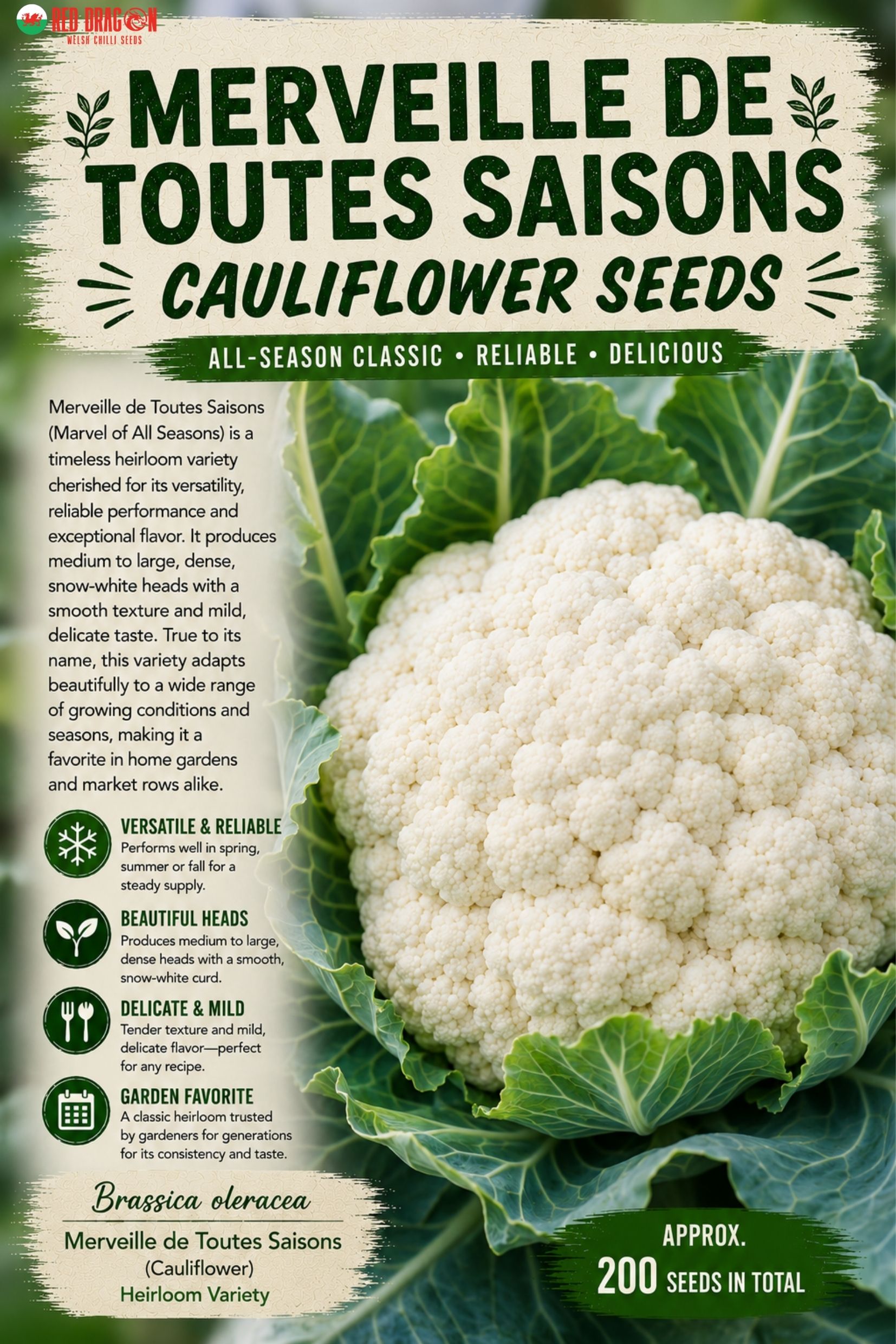 Merveille de Toutes Saisons Cauliflower Seeds