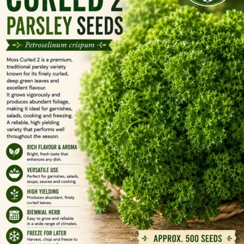 Moss Curled 2 Parsley Seeds