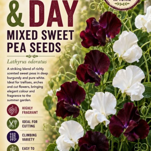 Night & Day Mixed Sweet Pea Seeds