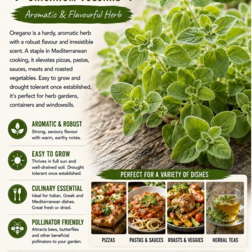 Oregano Seeds