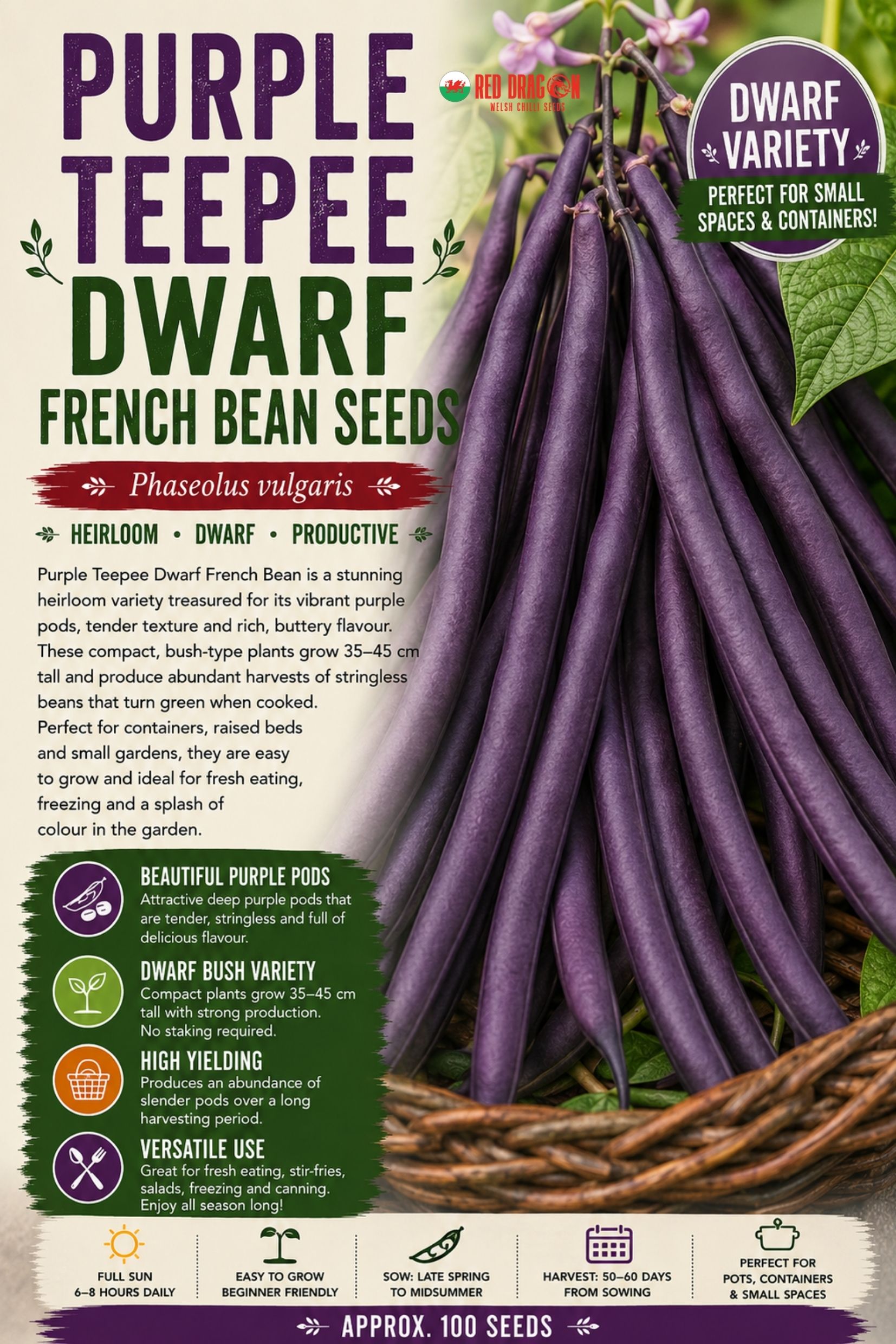 Purple Teepee Dwarf French Bean Seeds
