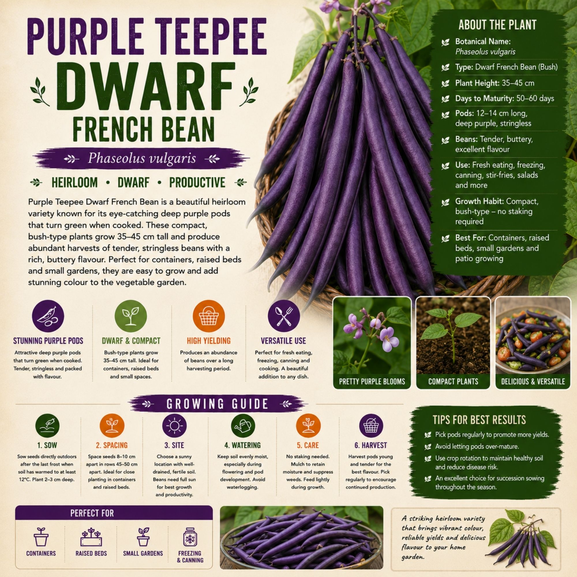 Purple Teepee Dwarf French Bean Seeds - Image 2