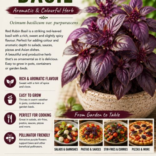 Red Rubin Basil Seeds