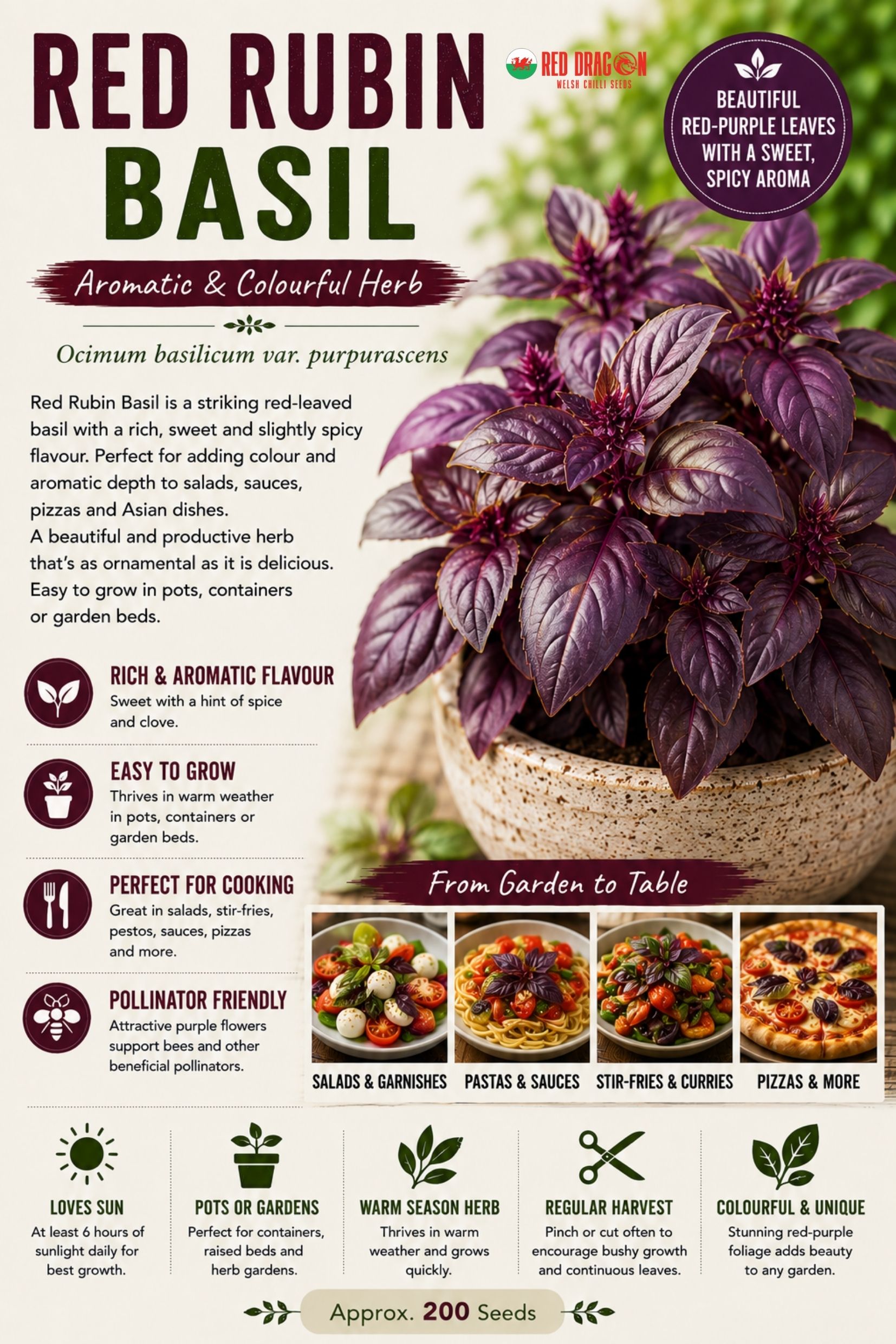 Red Rubin Basil Seeds