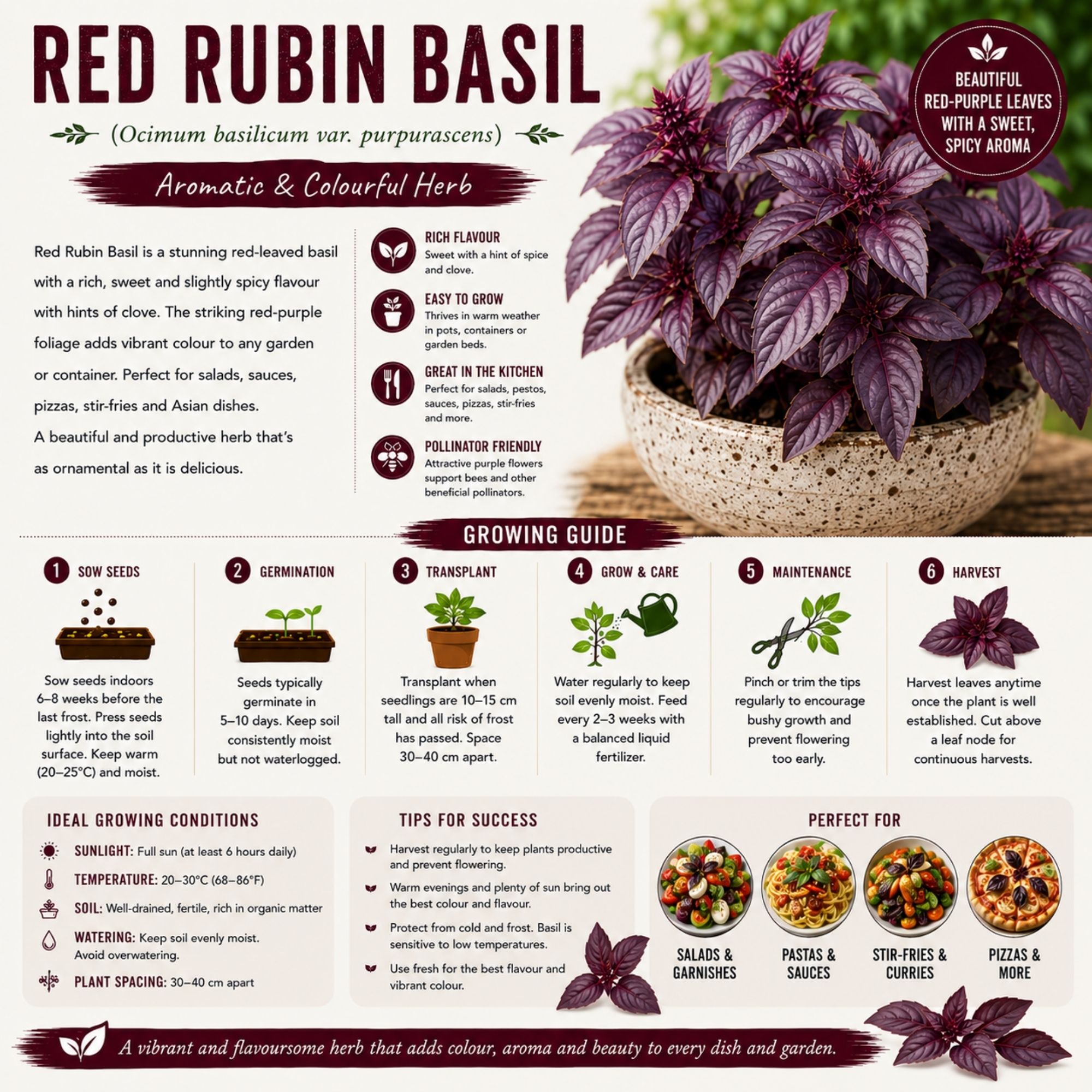 Red Rubin Basil Seeds - Image 2