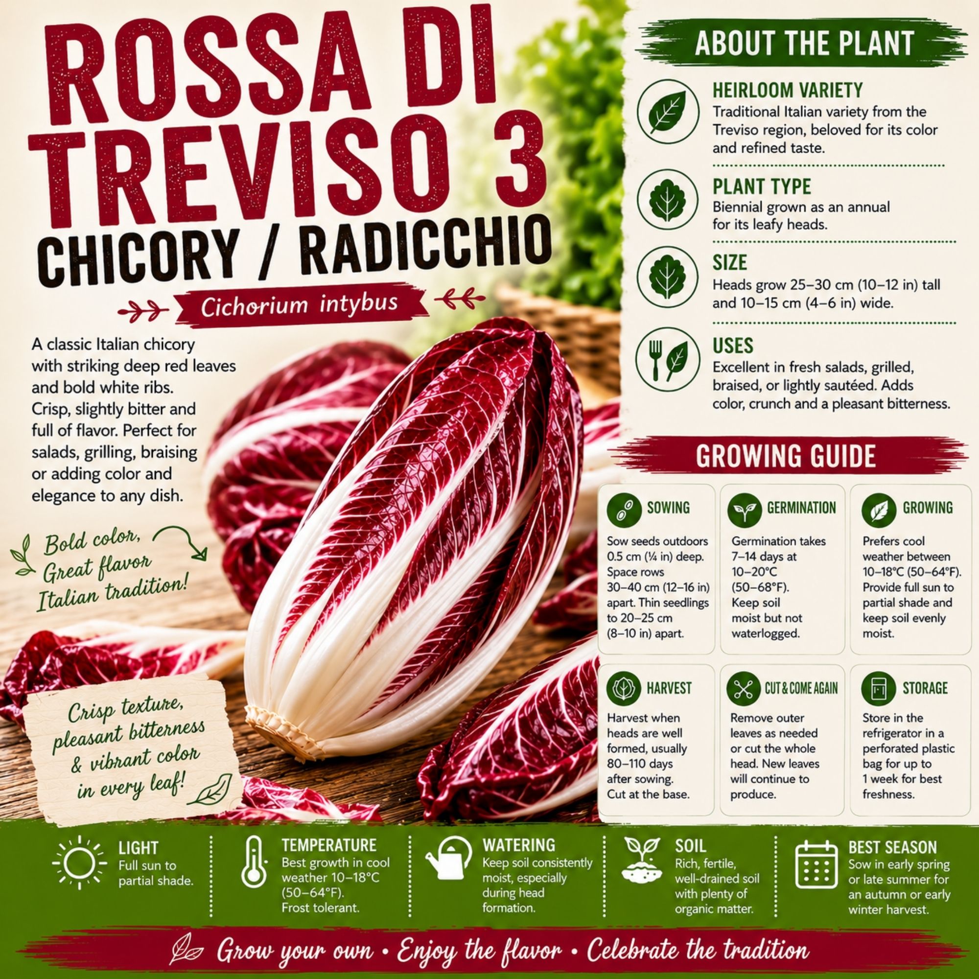 Rossa di Treviso 3 Chicory Seeds - Image 2