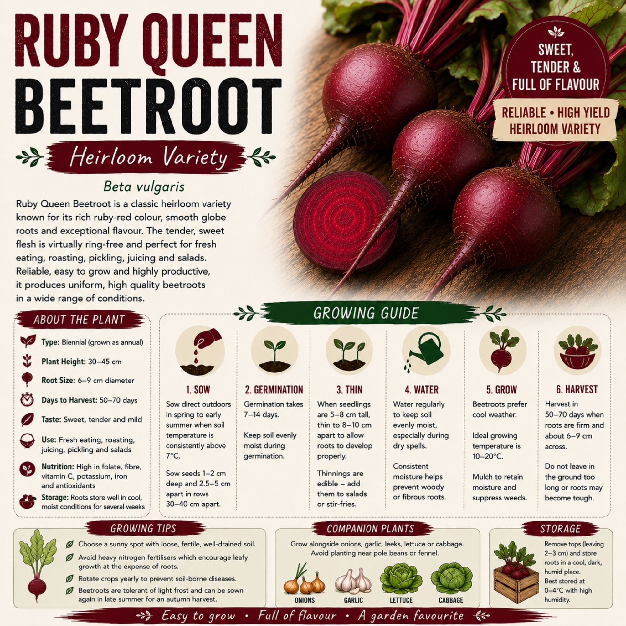 Ruby Queen Beetroot Seeds - Image 2