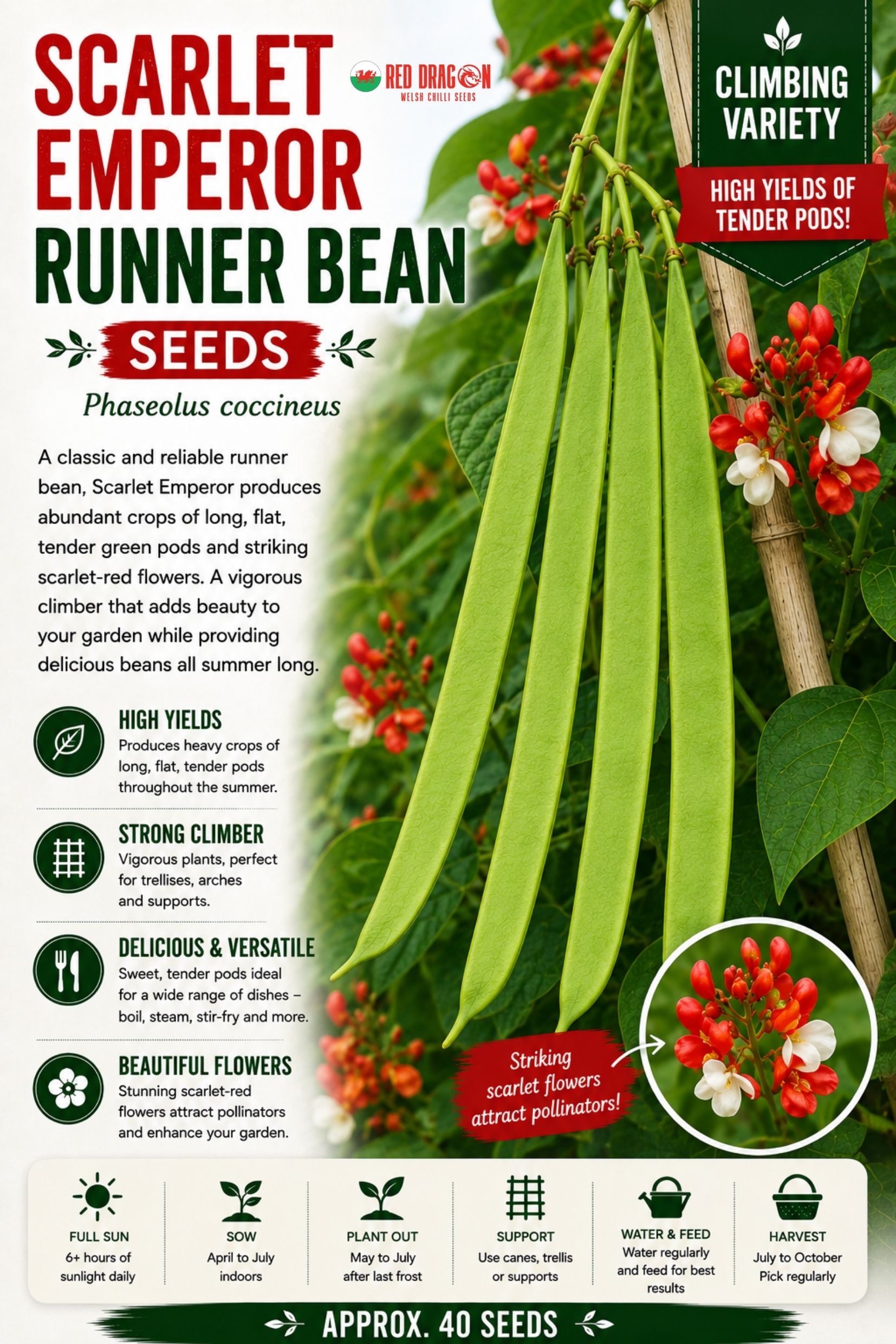 Scarlet Emperor Runner Bean Seeds