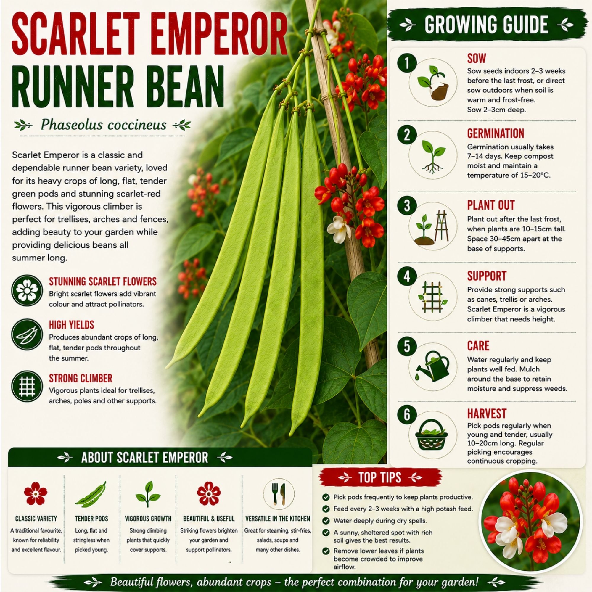 Scarlet Emperor Runner Bean Seeds - Image 2