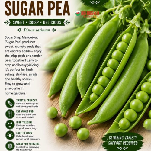 Sugar Snap Mangetout - Sugar Pea Seeds