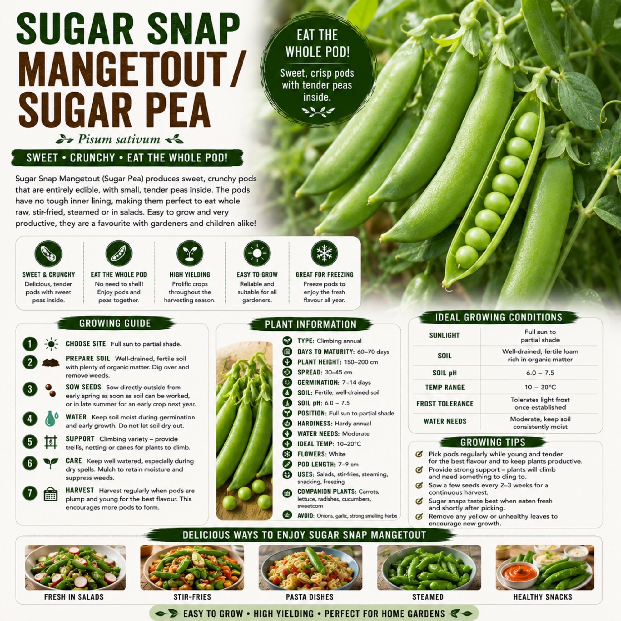 Sugar Snap Mangetout - Sugar Pea Seeds - Image 2