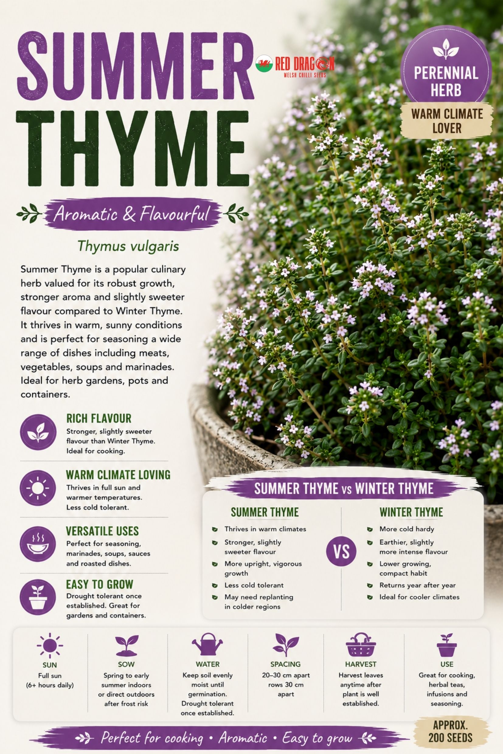 Summer Thyme Seeds