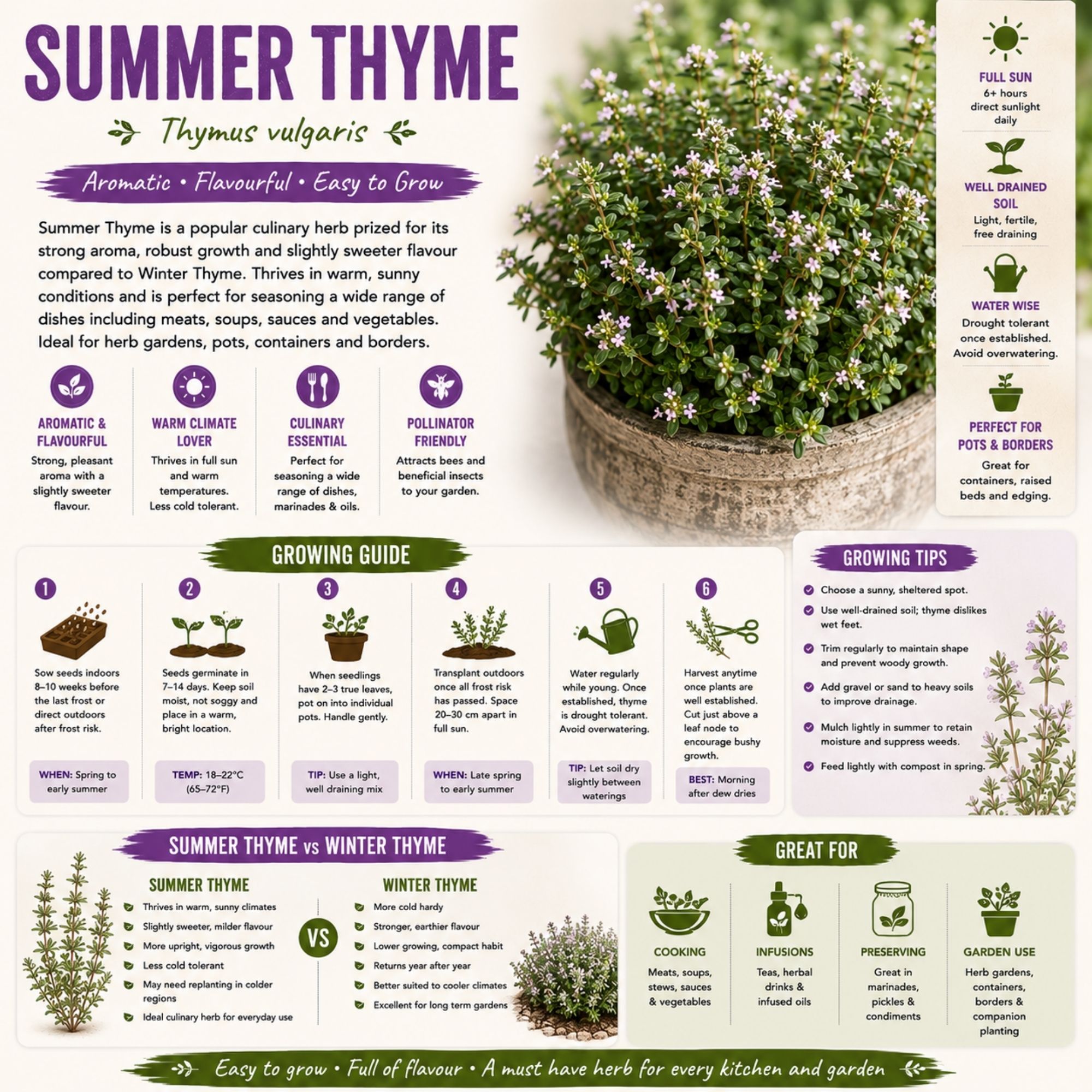 Summer Thyme Seeds - Image 2