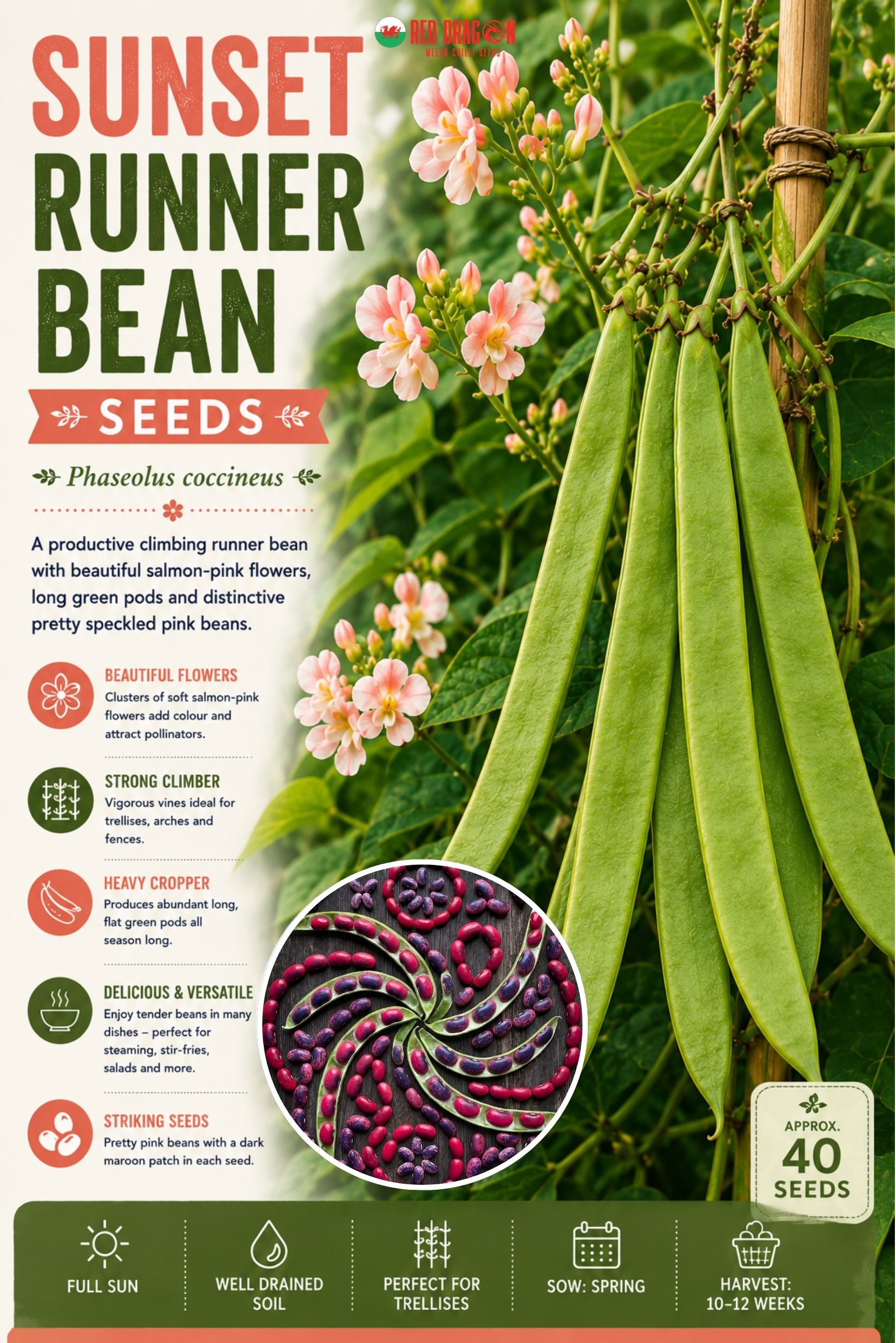 Sunset Runner Bean Seeds
