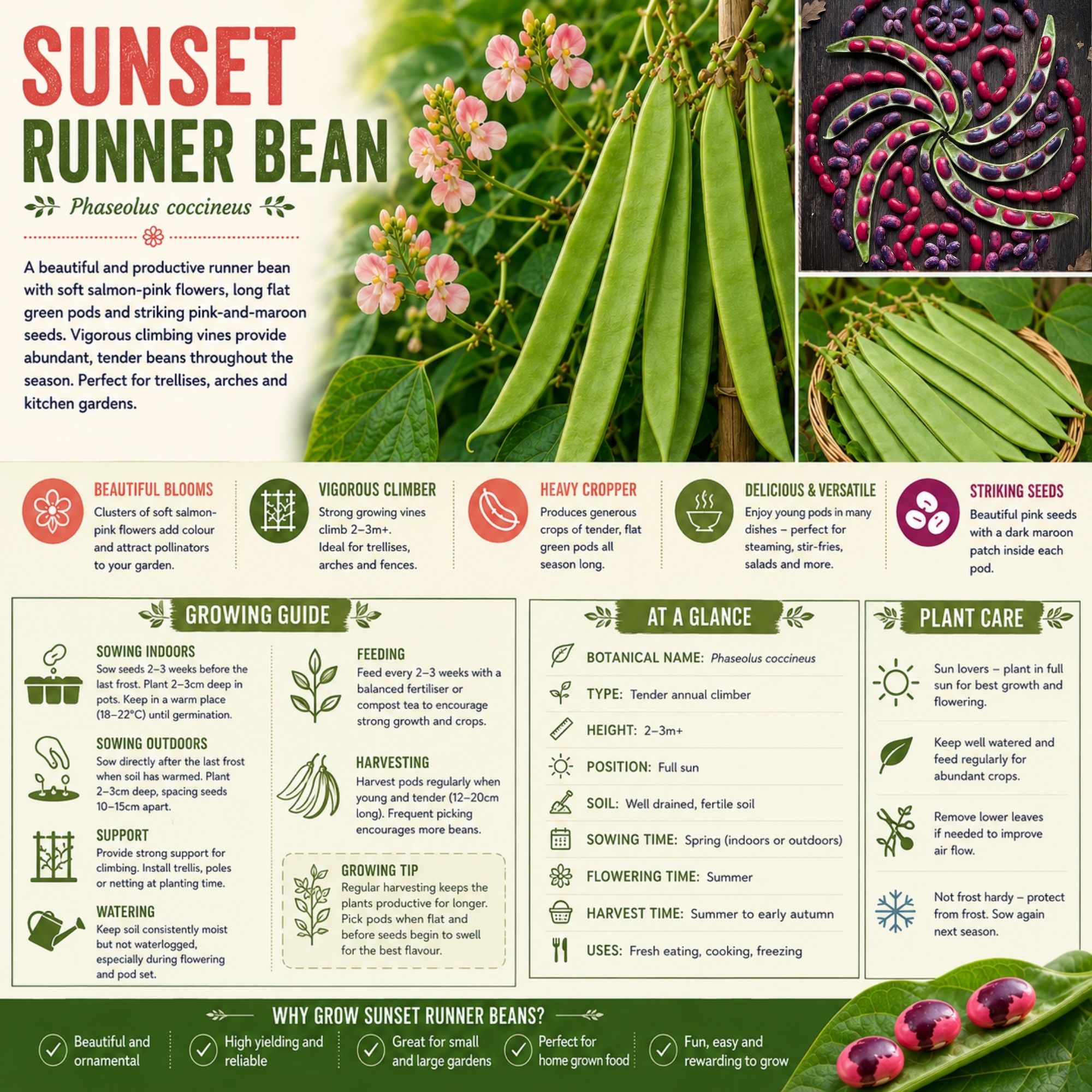 Sunset Runner Bean Seeds - Image 2