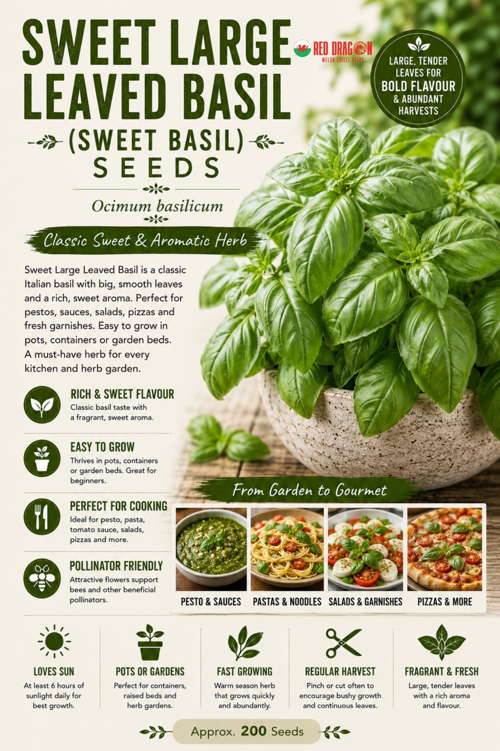 Sweet Large Leaved Basil Seeds