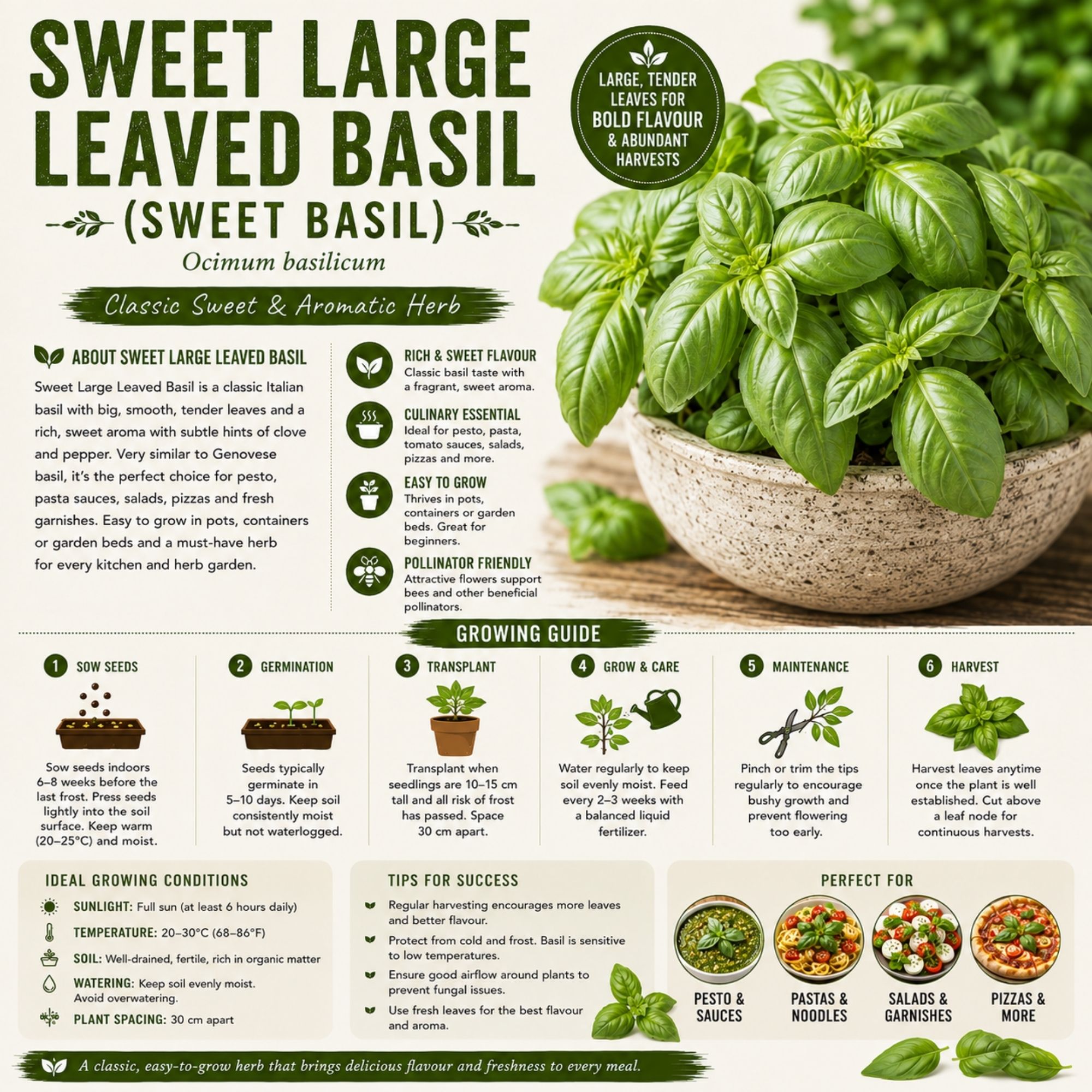 Sweet Large Leaved Basil Seeds - Image 2