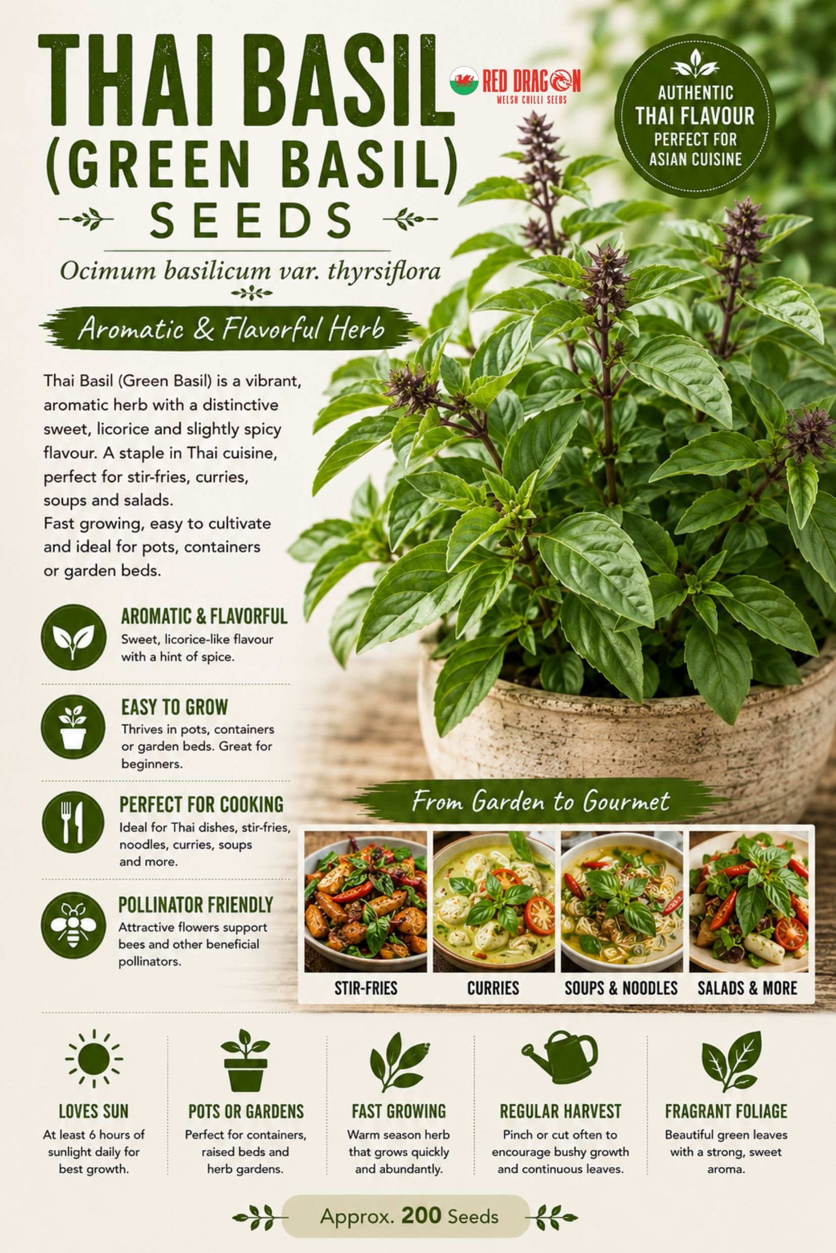 Thai Basil Green Basil Seeds