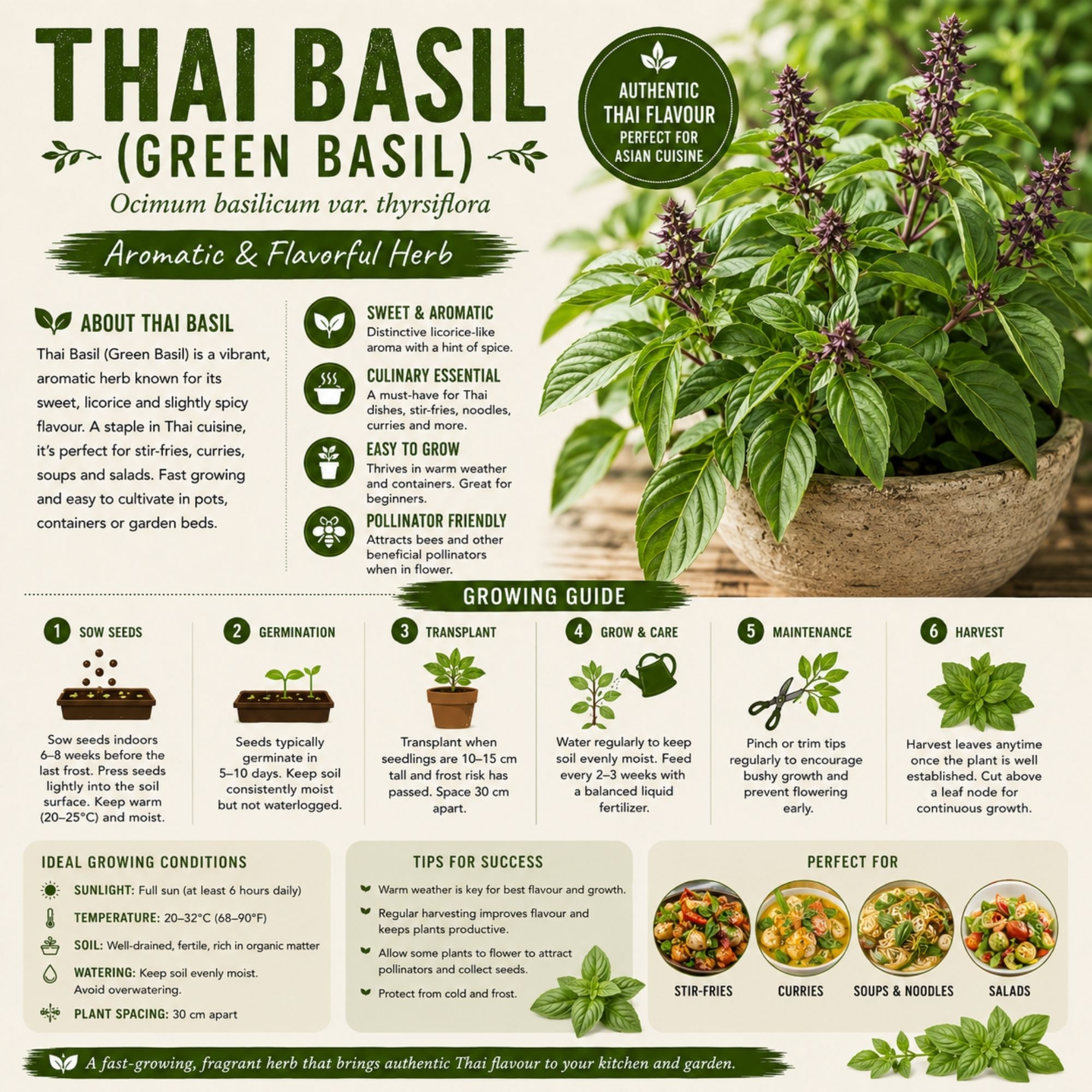 Thai Basil Green Basil Seeds - Image 2