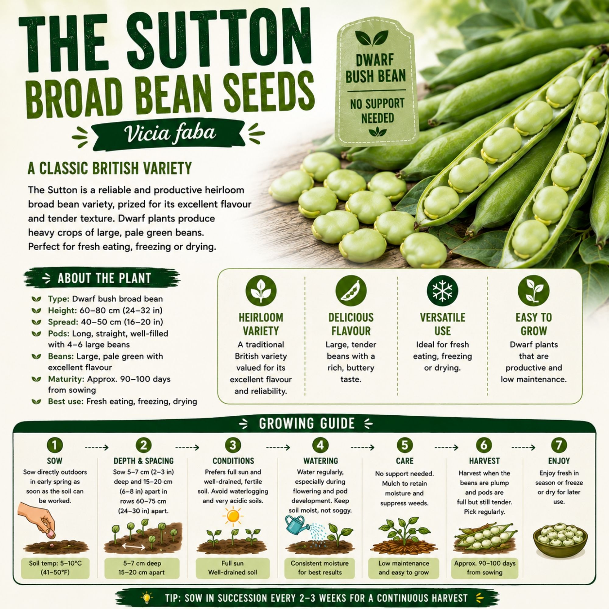 The Sutton Broad Bean Seeds - Image 2