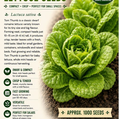 Tom Thumb Lettuce Seeds