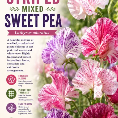 Unwin's Striped Mixed Sweet Pea Seeds