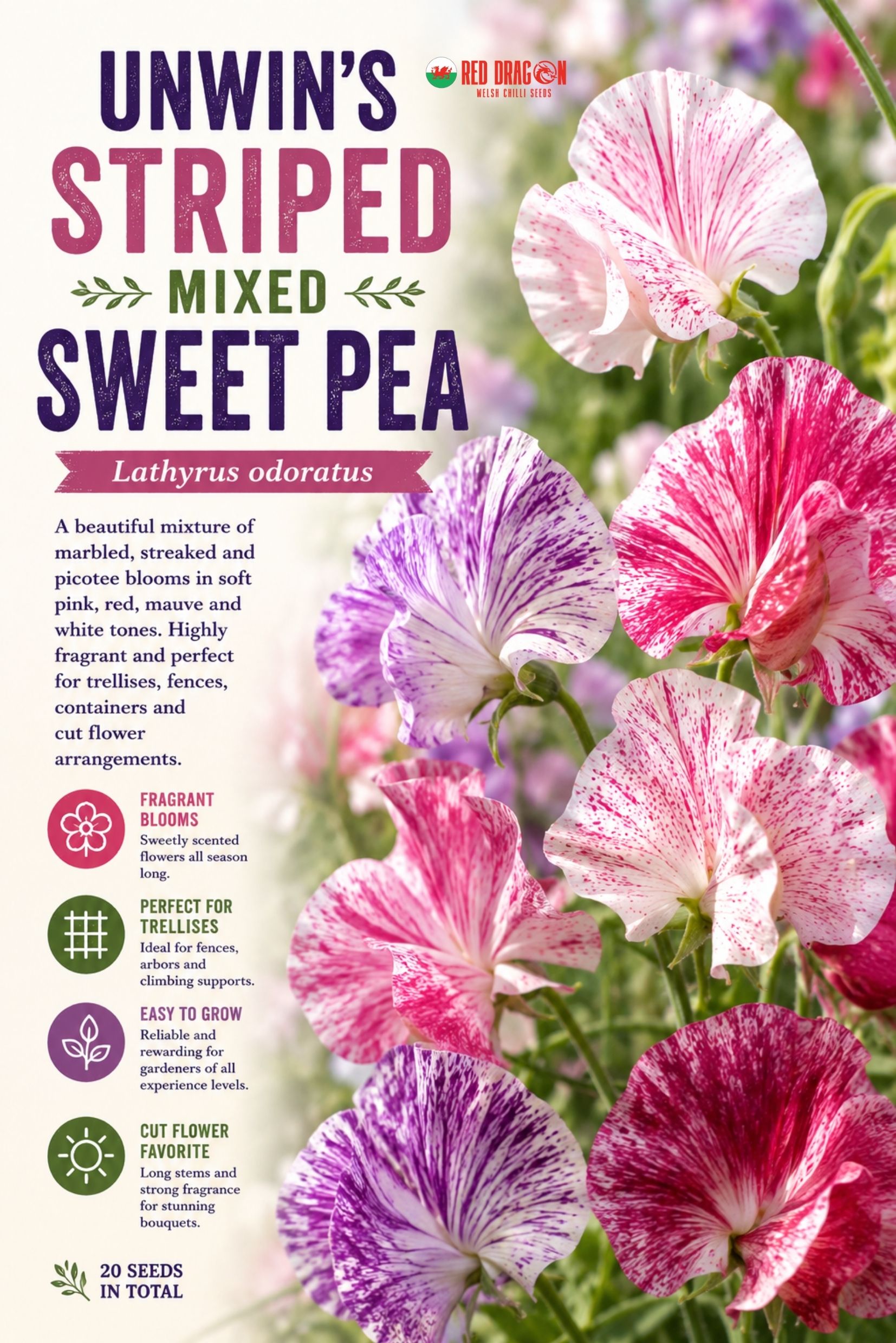 Unwin's Striped Mixed Sweet Pea Seeds