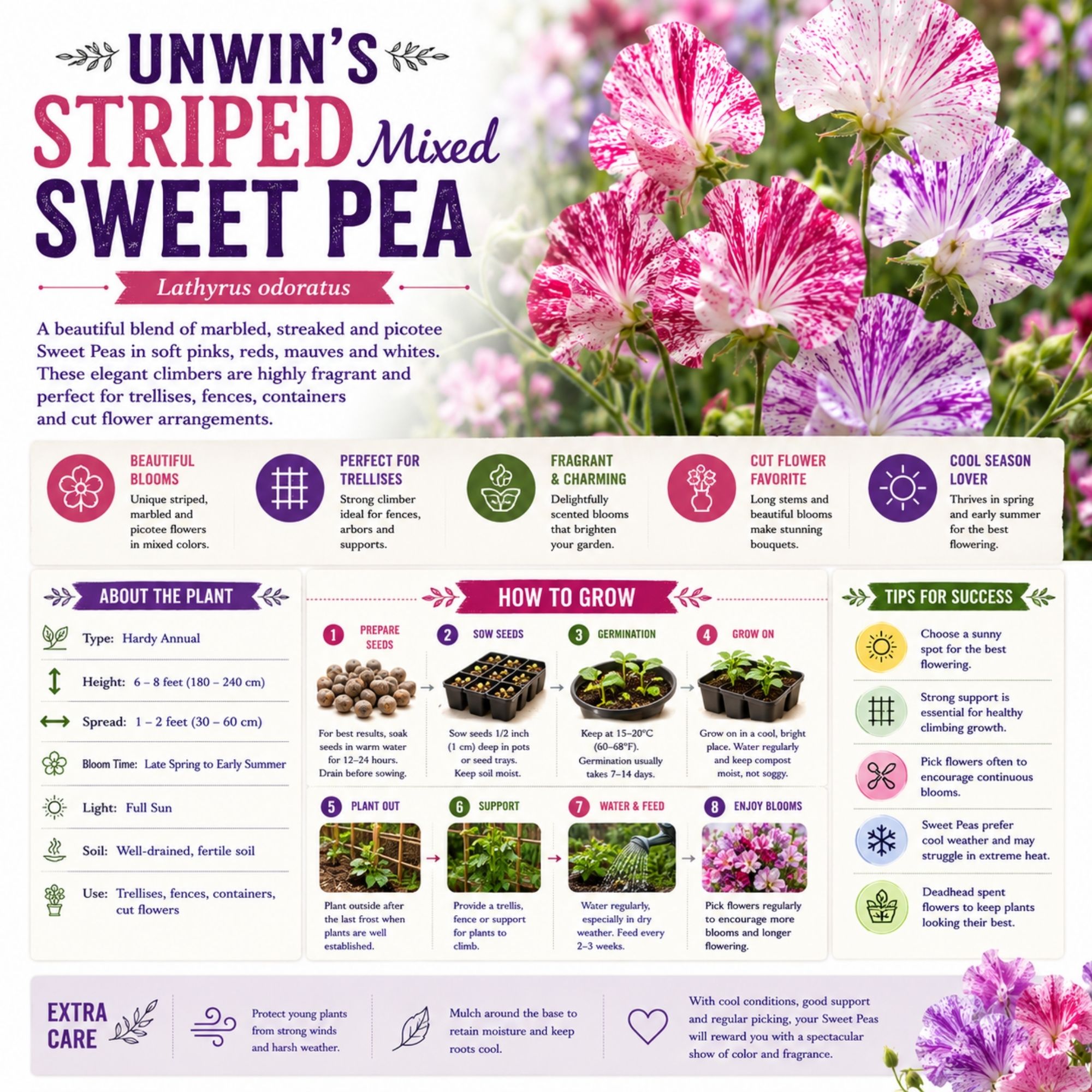 Unwin's Striped Mixed Sweet Pea Seeds - Image 2