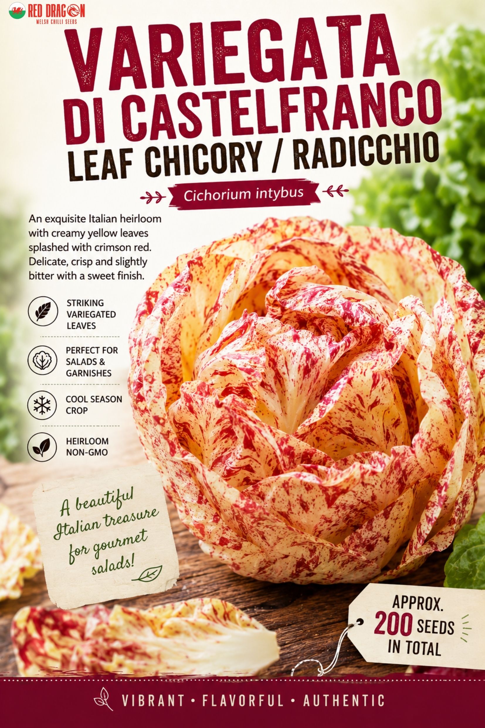 Variegata di Castelfranco Leaf Chicory - Radicchio Seeds