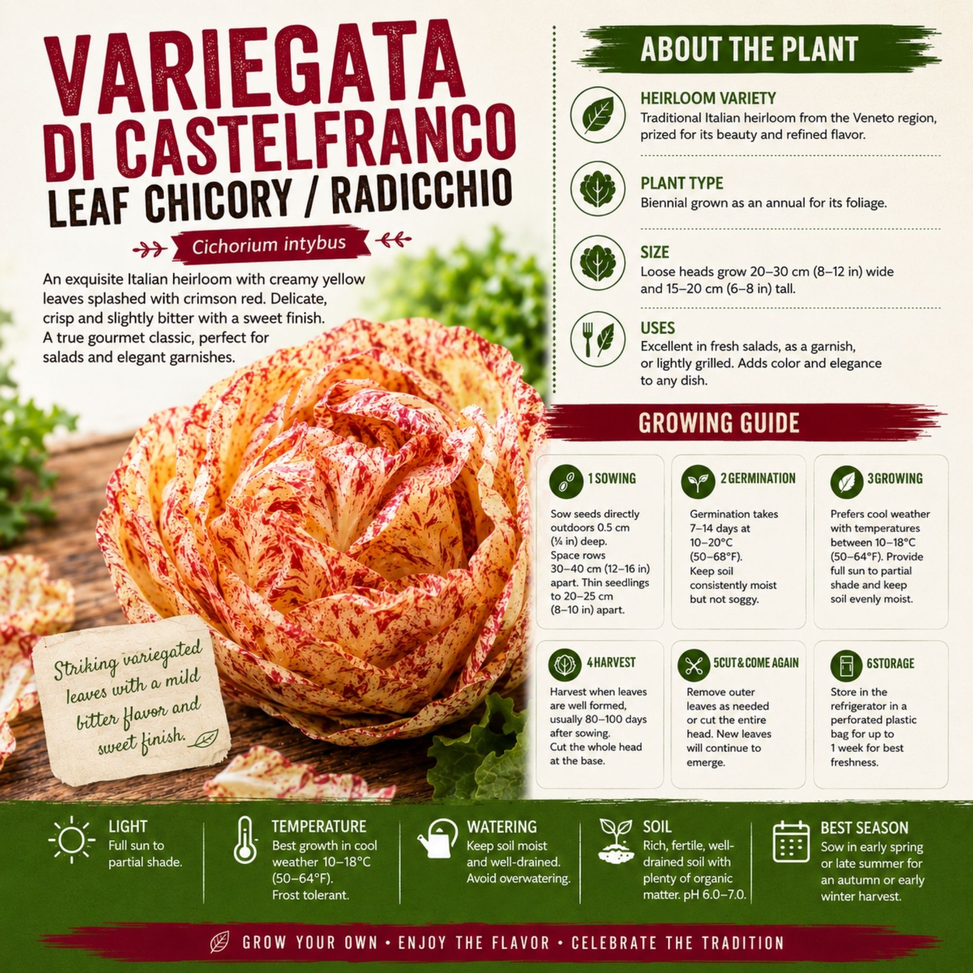 Variegata di Castelfranco Leaf Chicory - Radicchio Seeds - Image 2