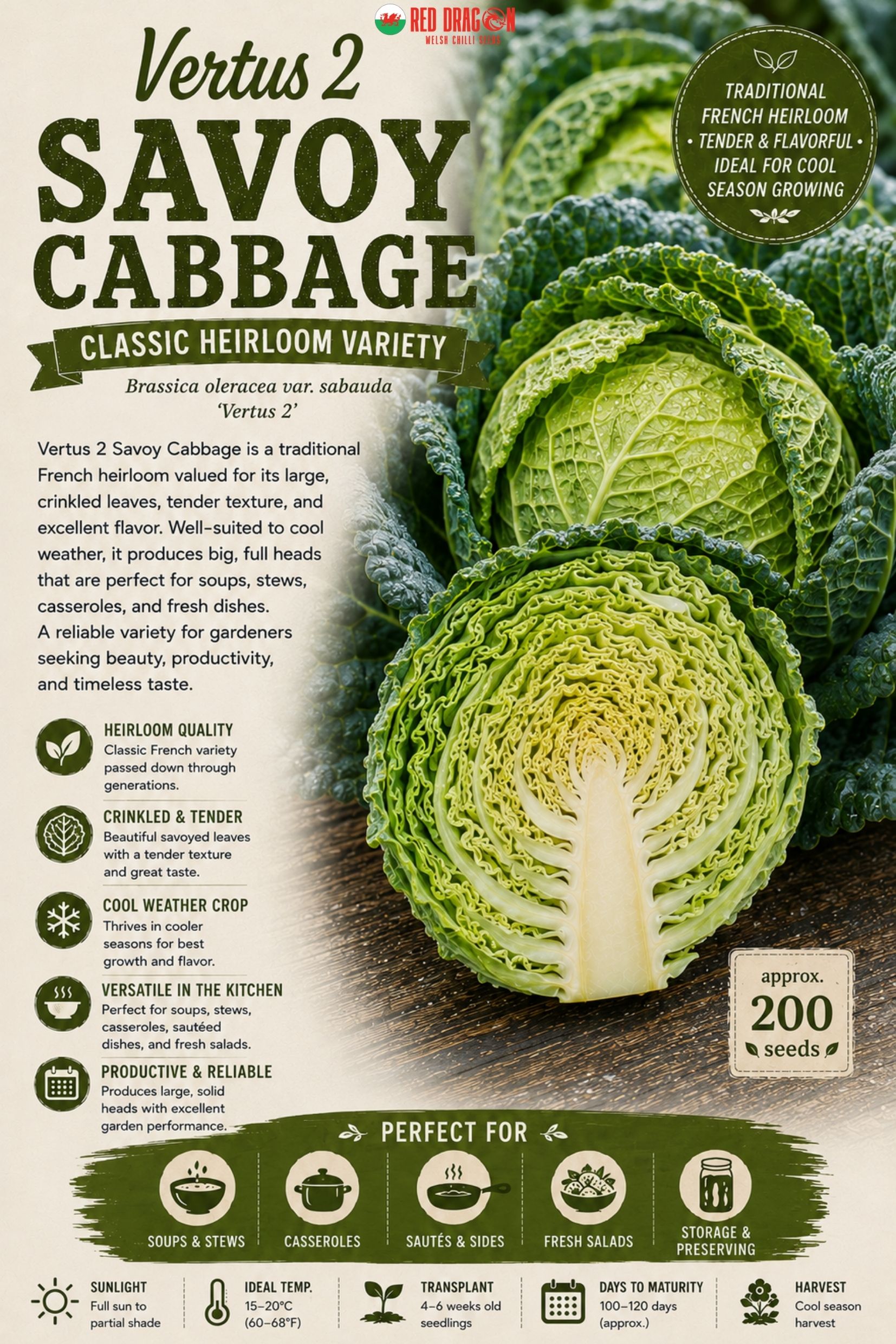 Vertus 2 Savoy Cabbage Seeds