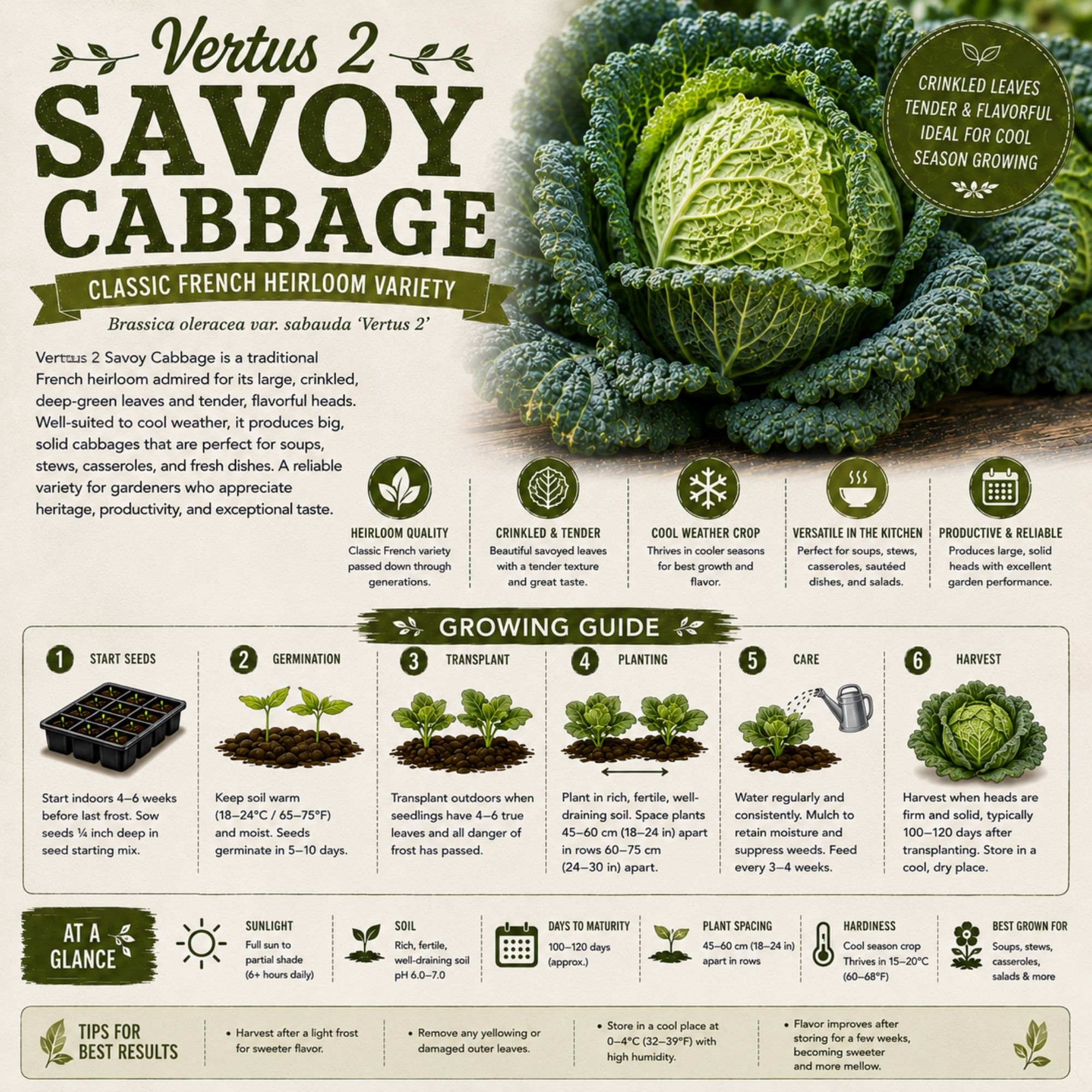Vertus 2 Savoy Cabbage Seeds - Image 2