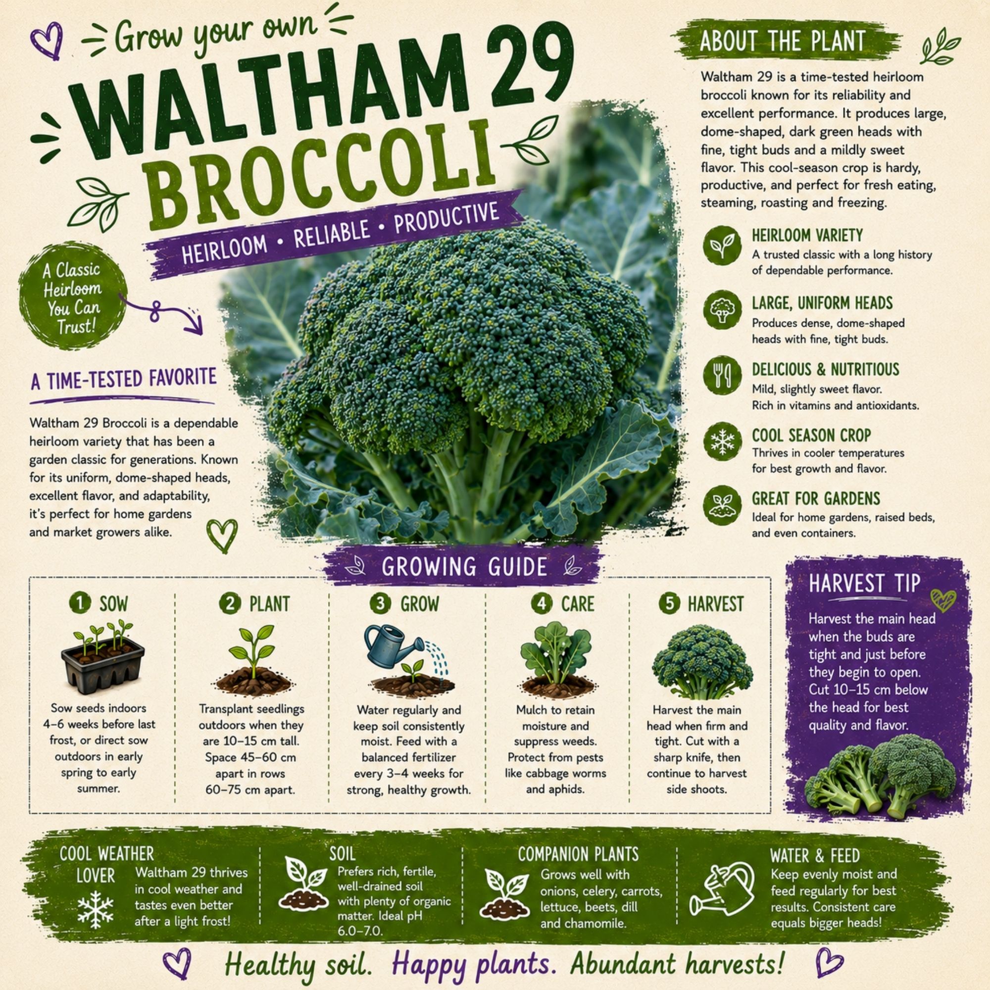 Waltham 29 Broccoli Seeds - Image 2