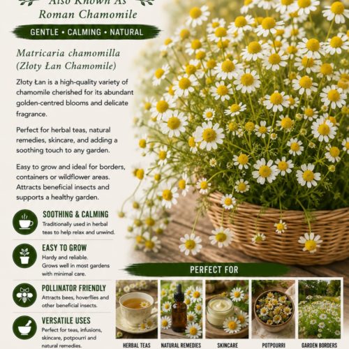Zloty Lan Chamomile Seeds
