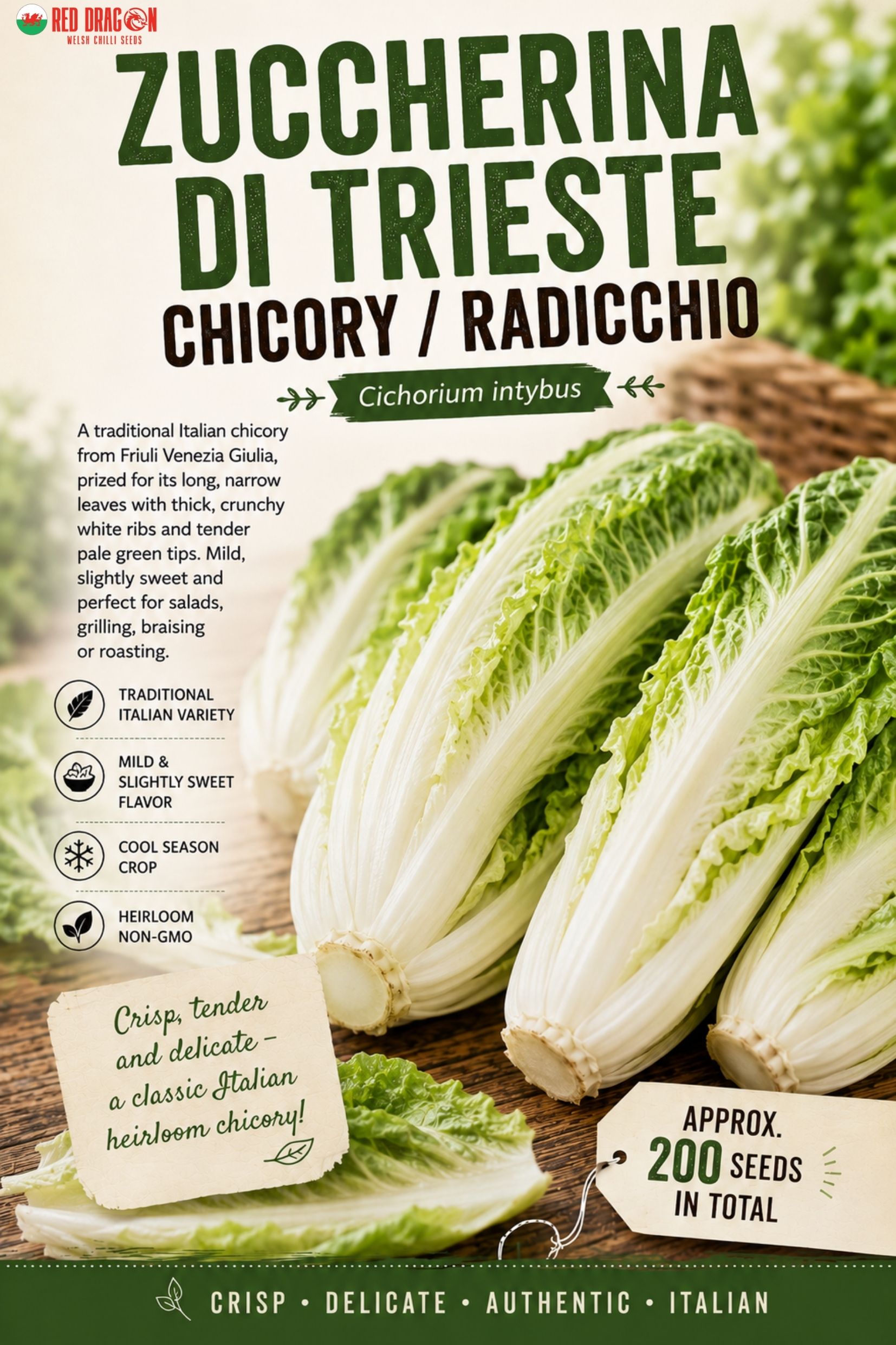 Zuccherina di Trieste Chicory Seeds
