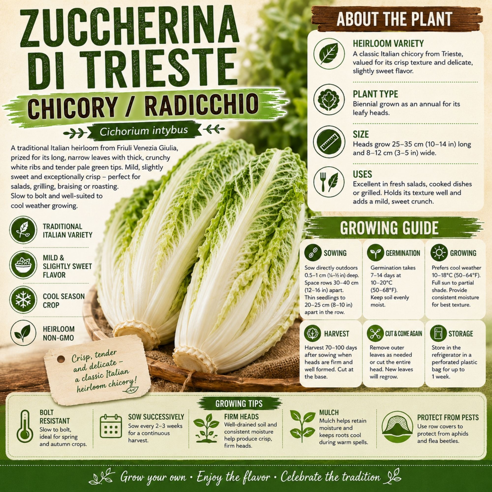 Zuccherina di Trieste Chicory Seeds - Image 2
